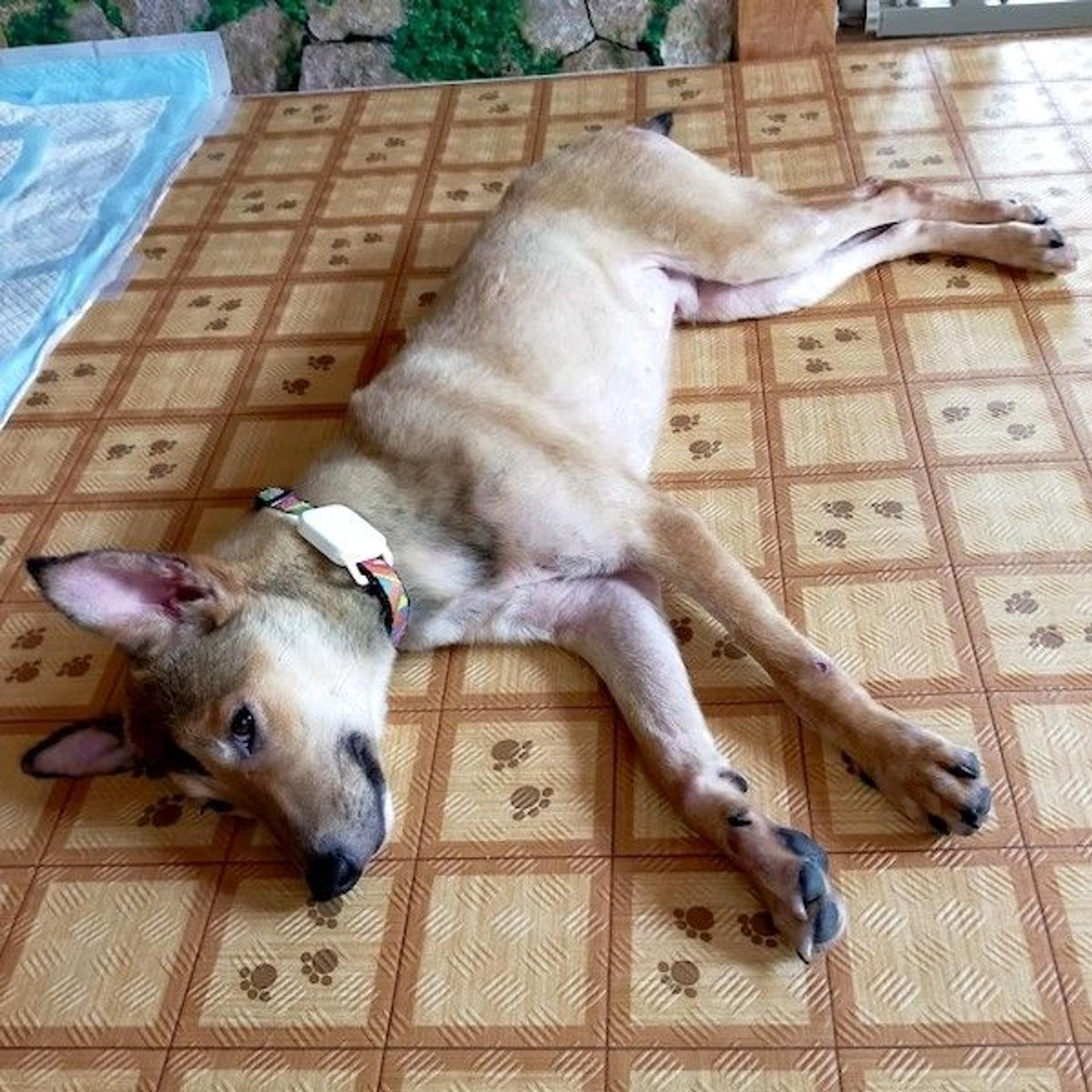 pet-image-3