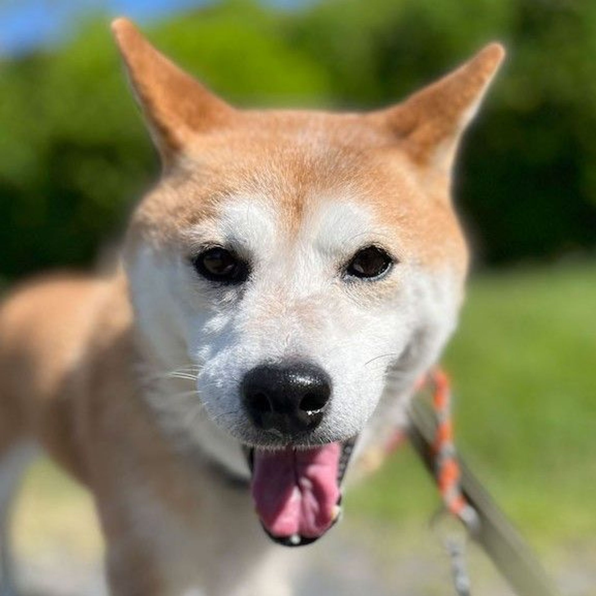 柴犬・メスの里親募集の写真
