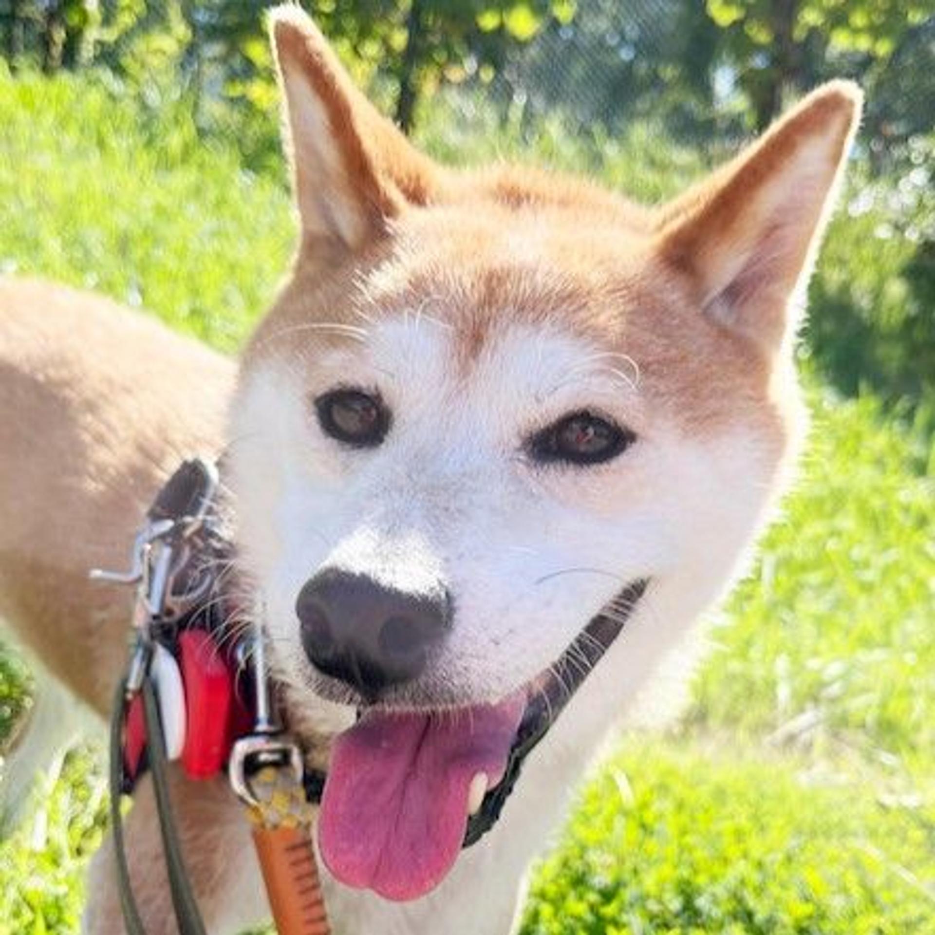 pet-image-2