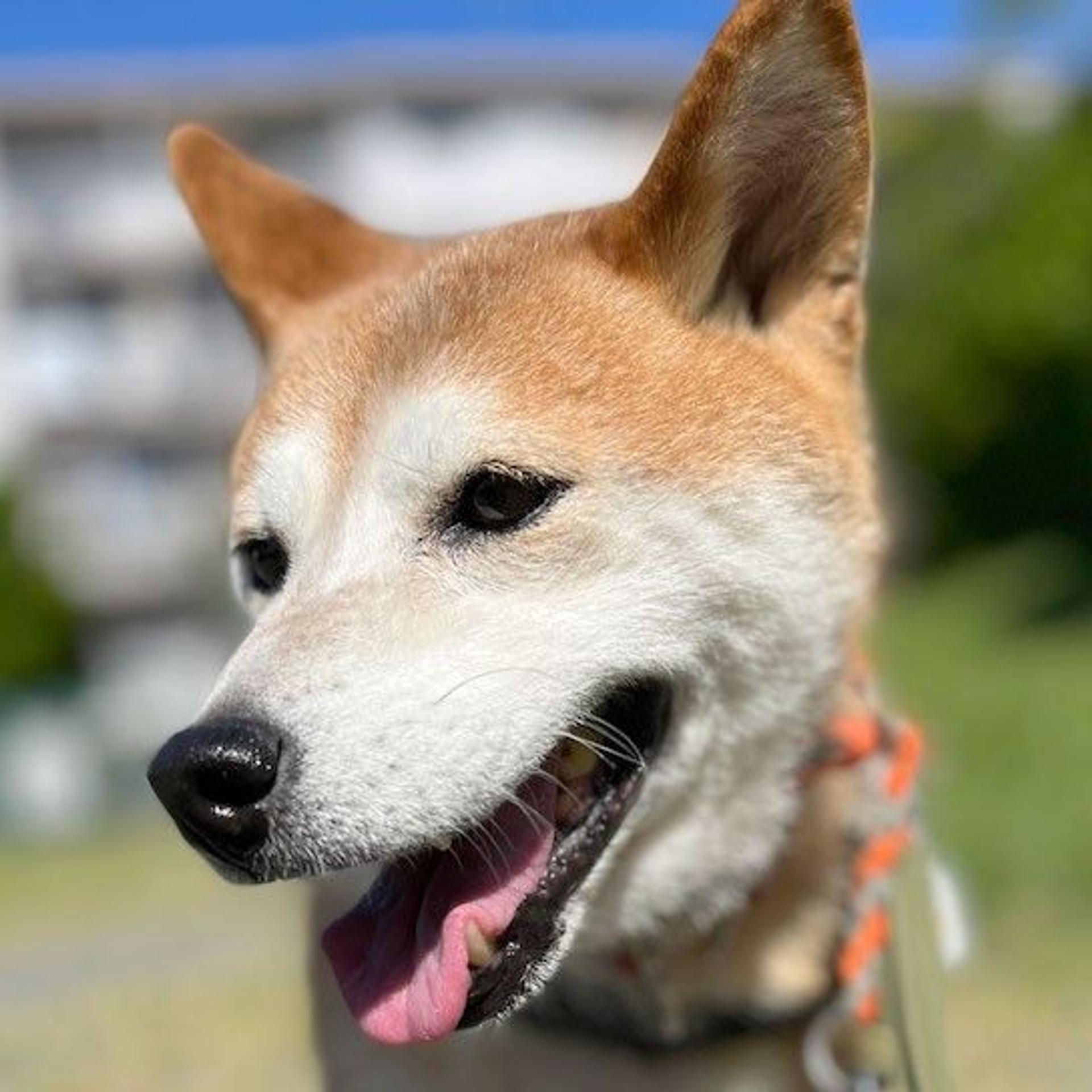 pet-image-4