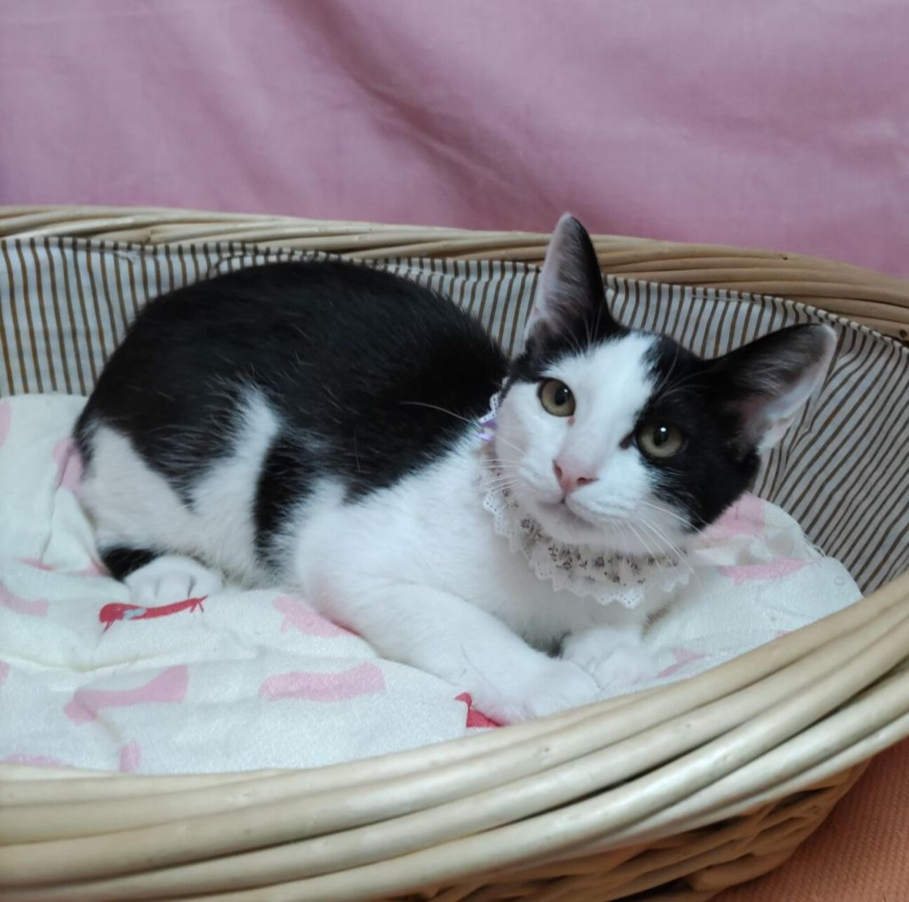 pet-image-3