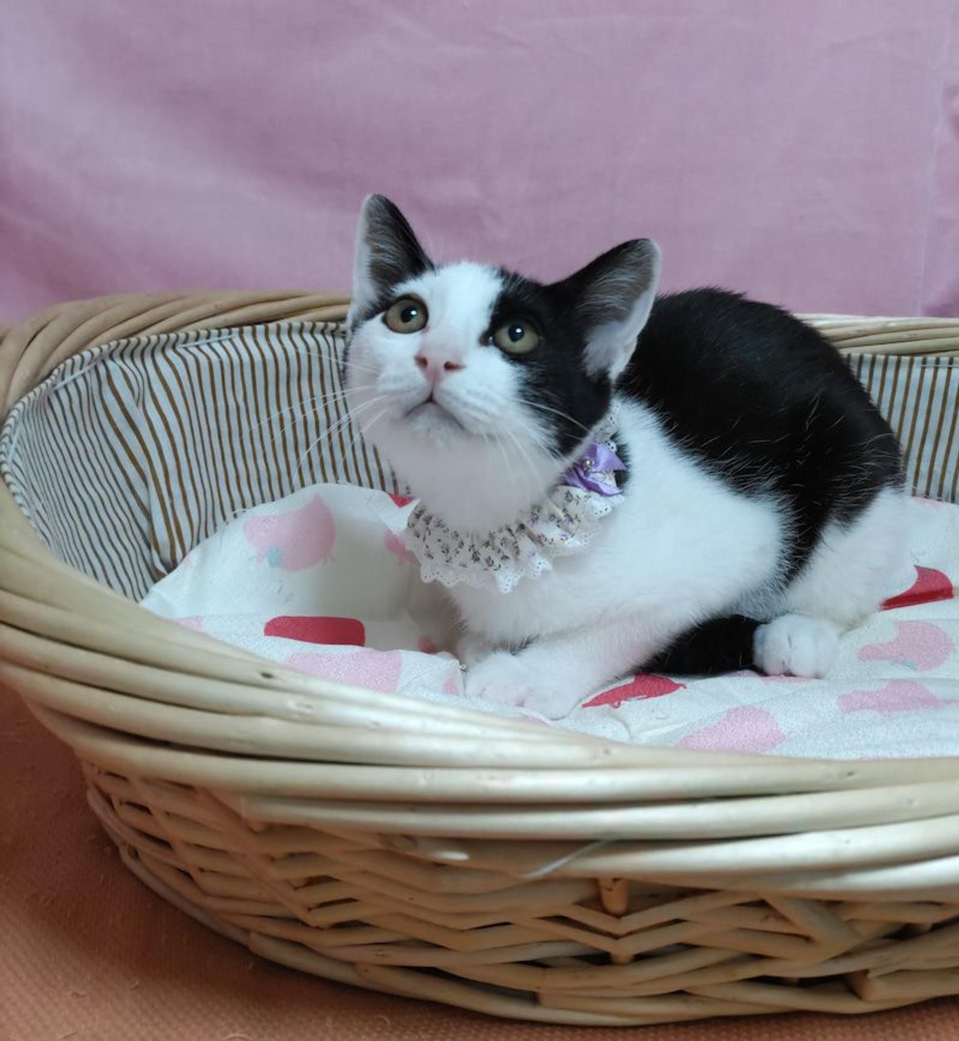 pet-image-4