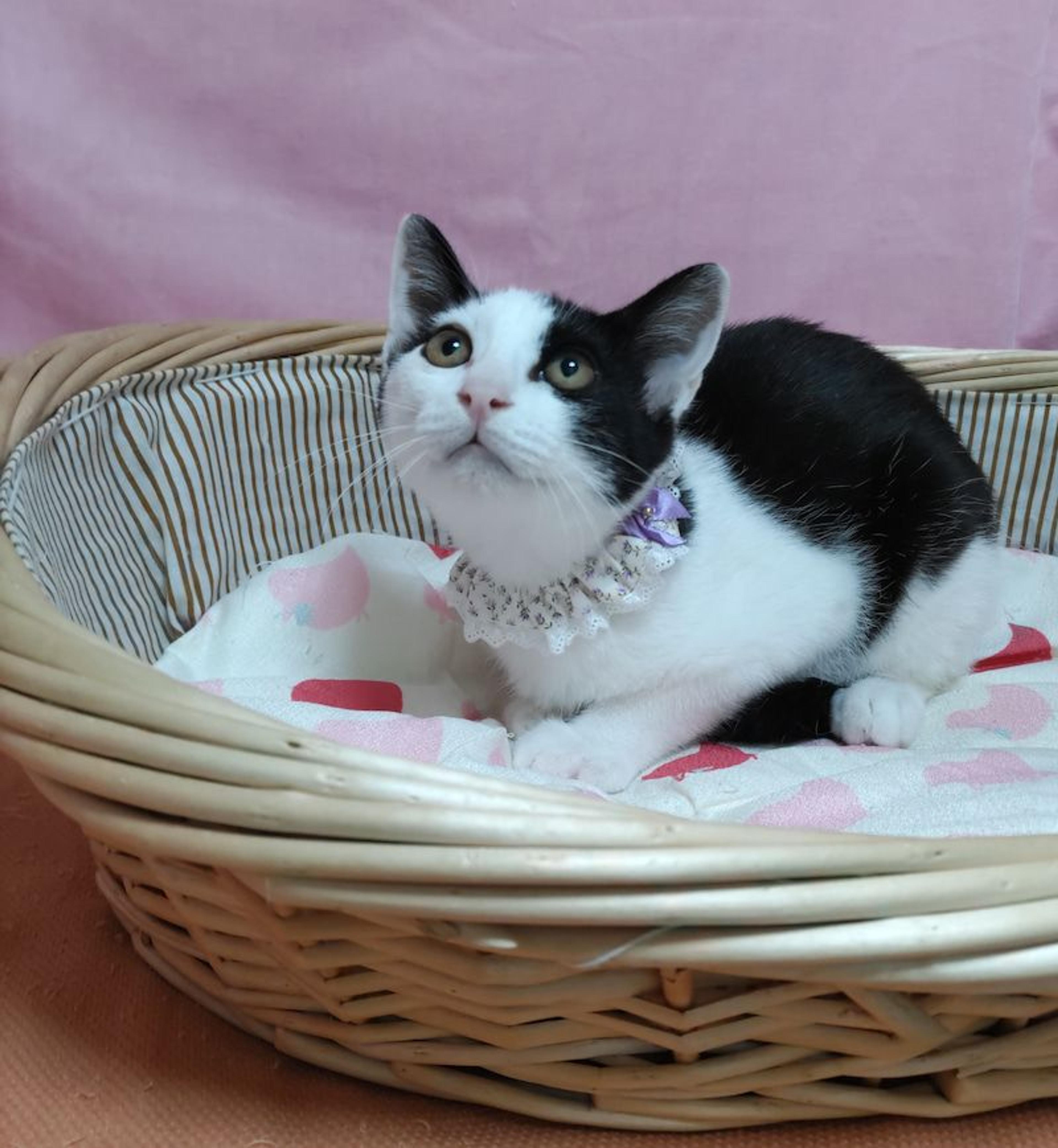 pet-image-4