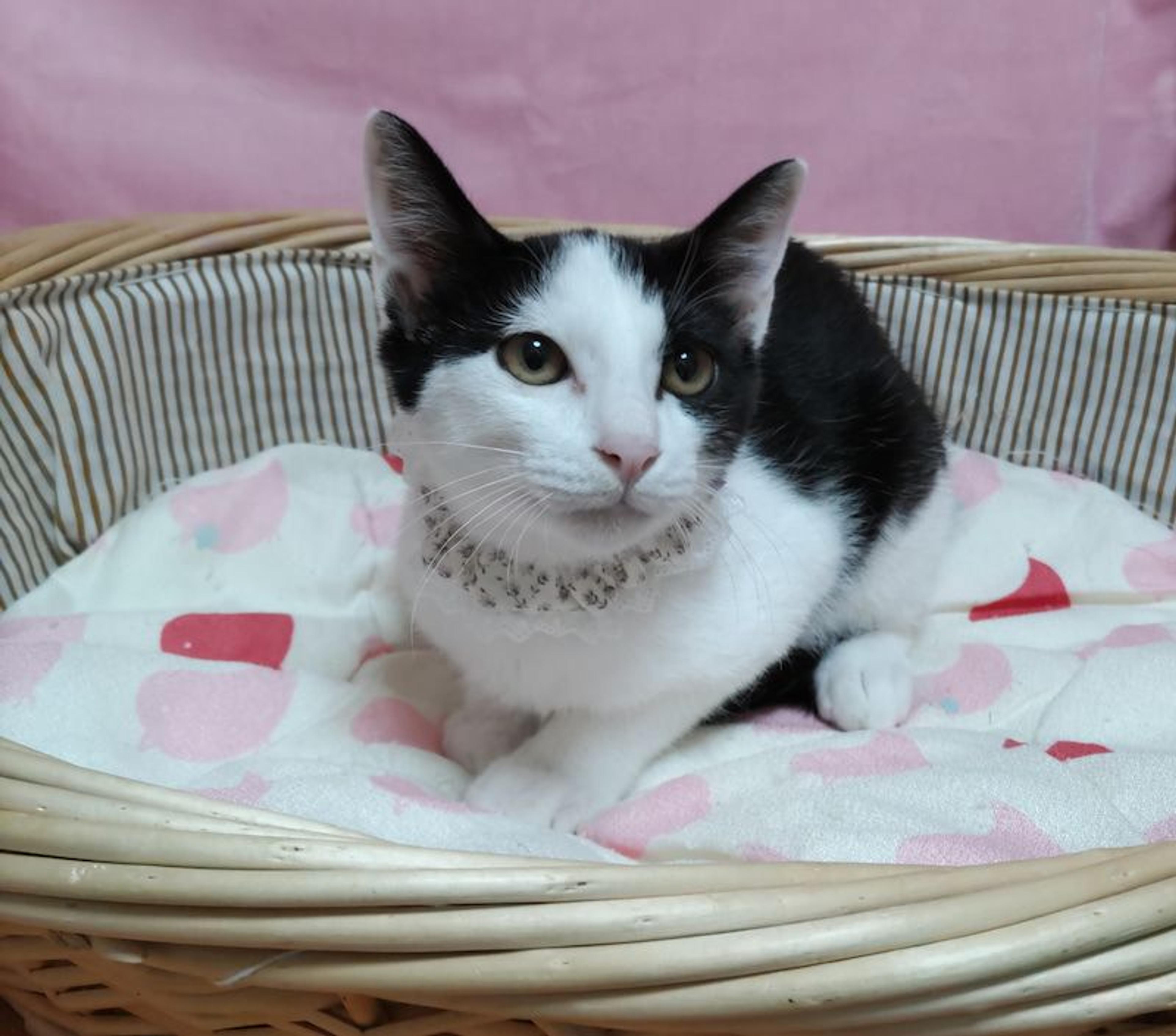 pet-image-5