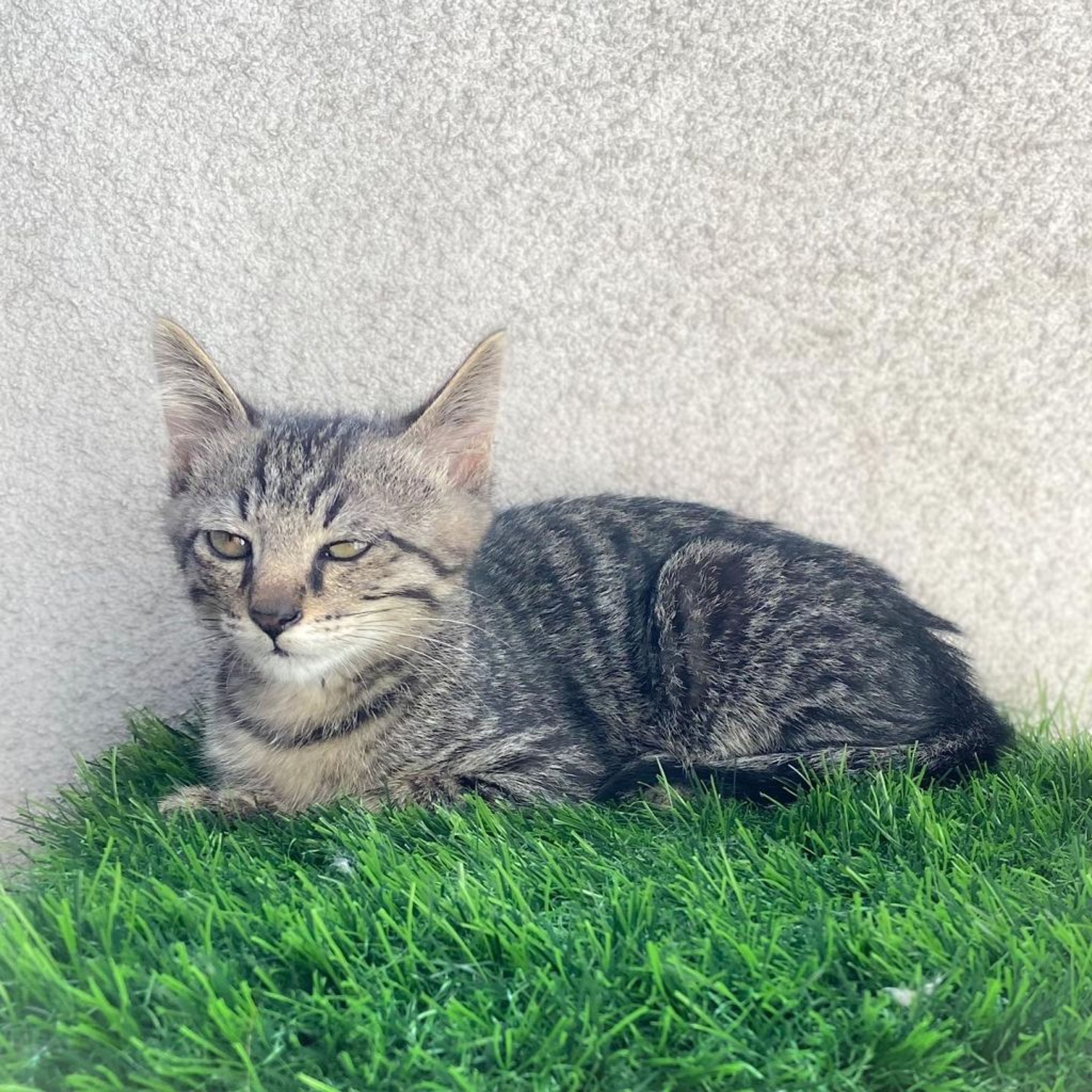 pet-image-3