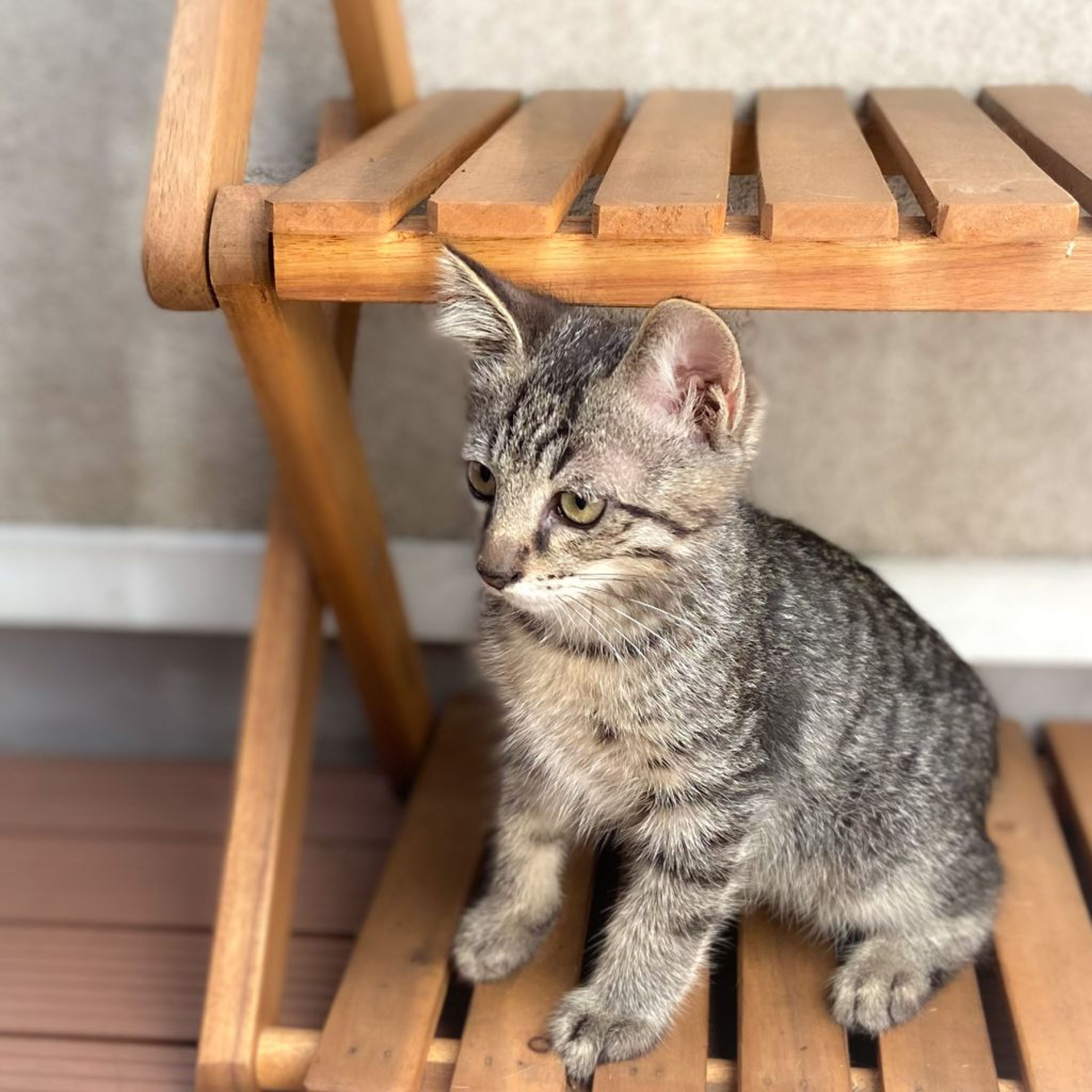pet-image-4