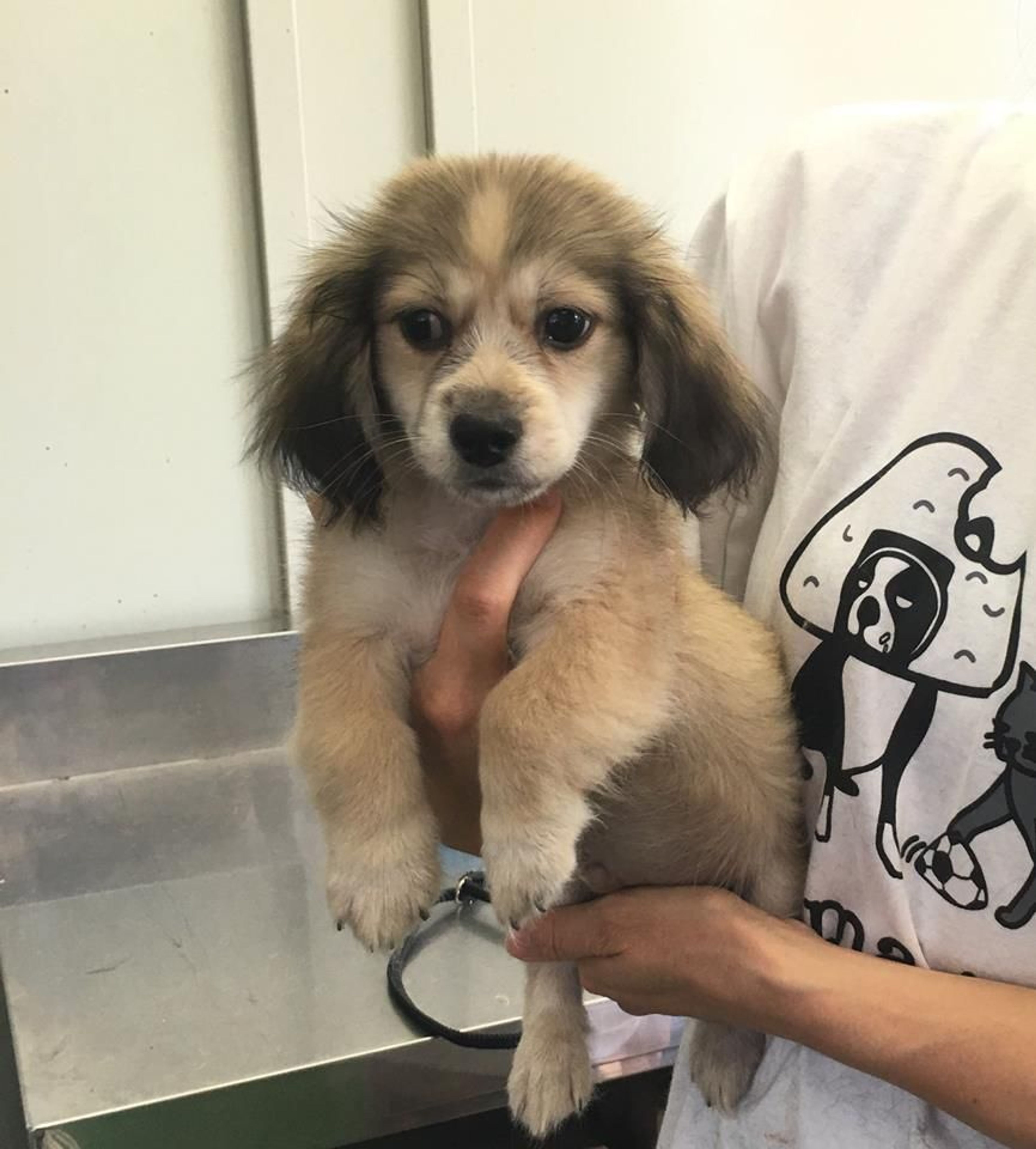 雑種（ミックス犬）・オスの里親募集の写真