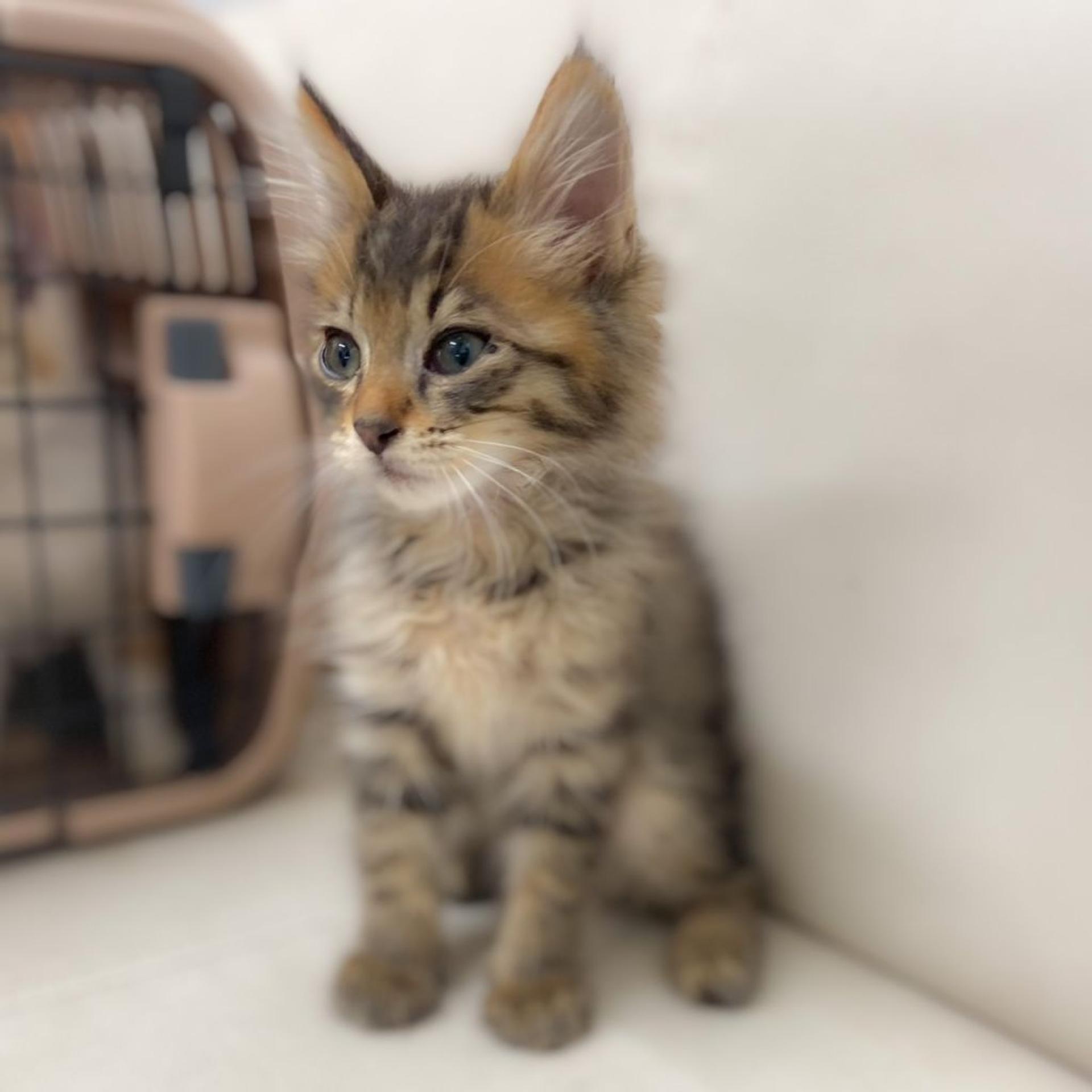 pet-image-3