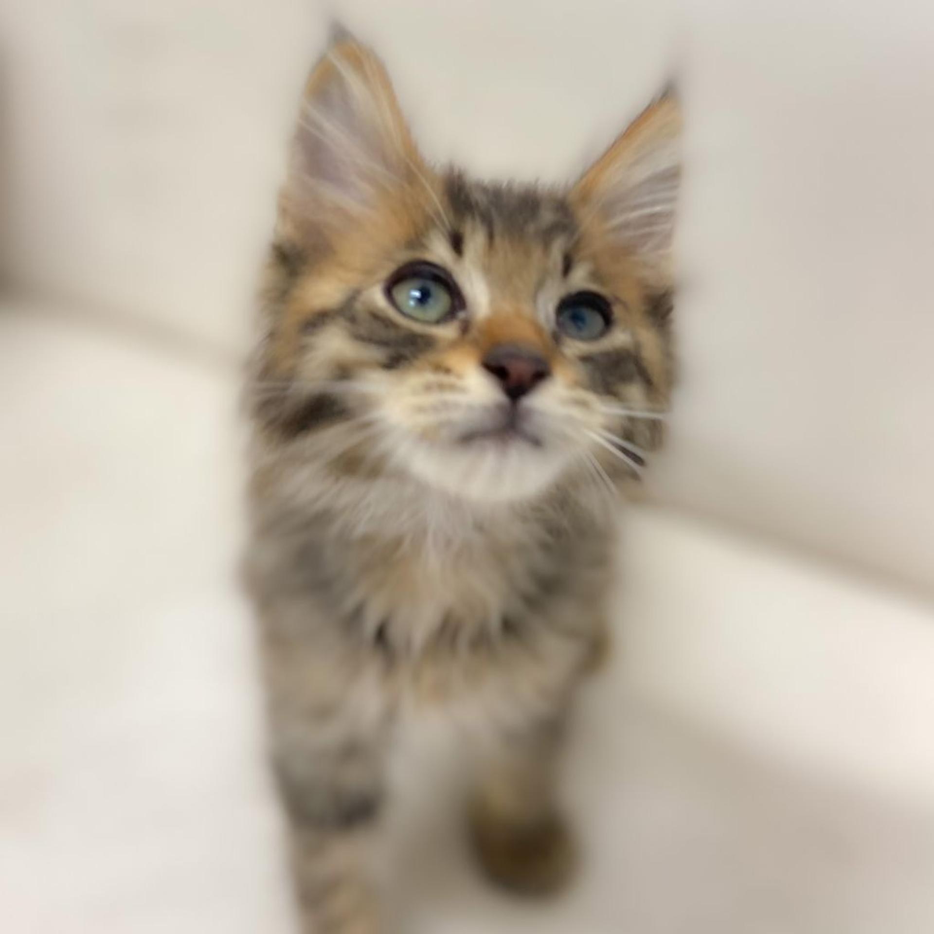 pet-image-4