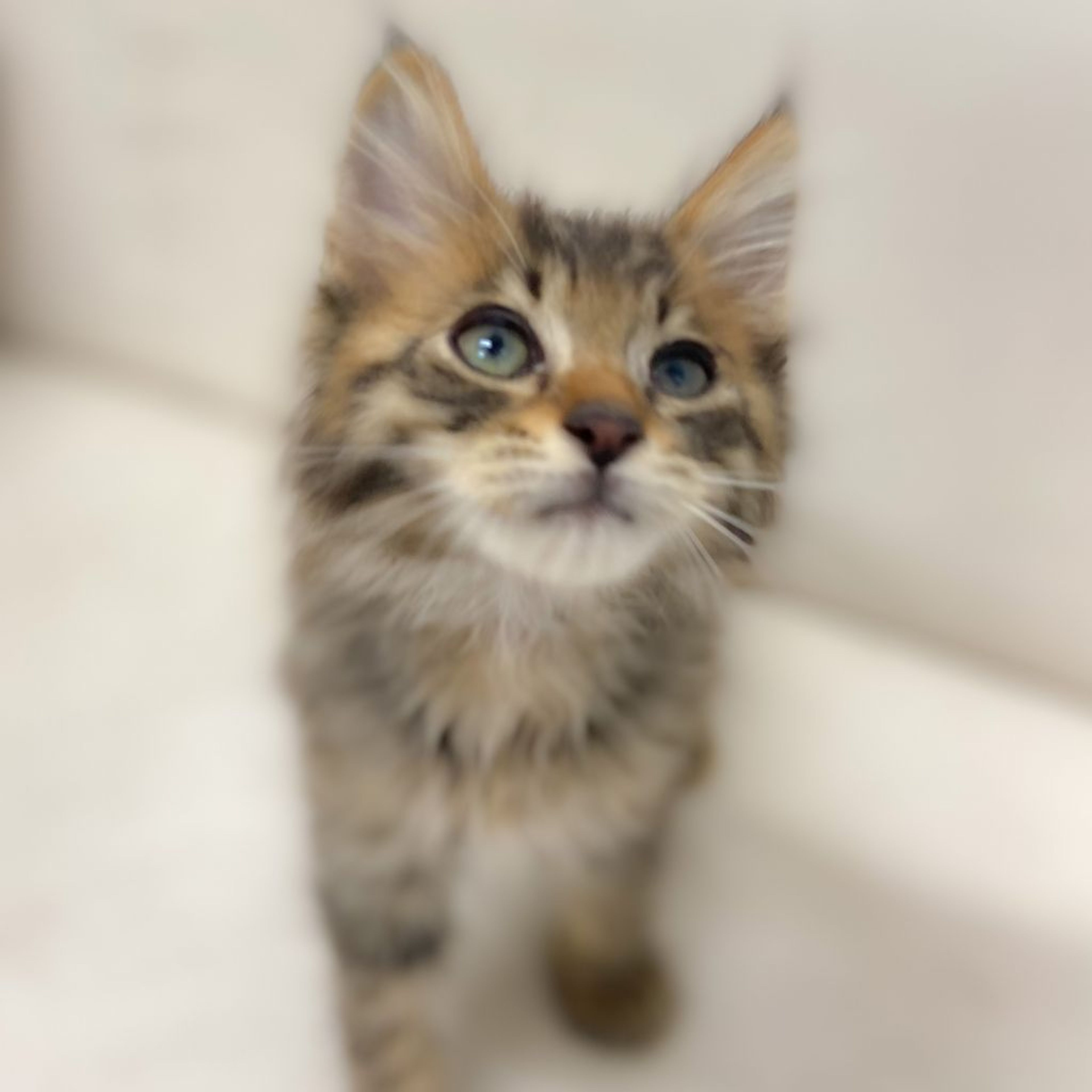 pet-image-4
