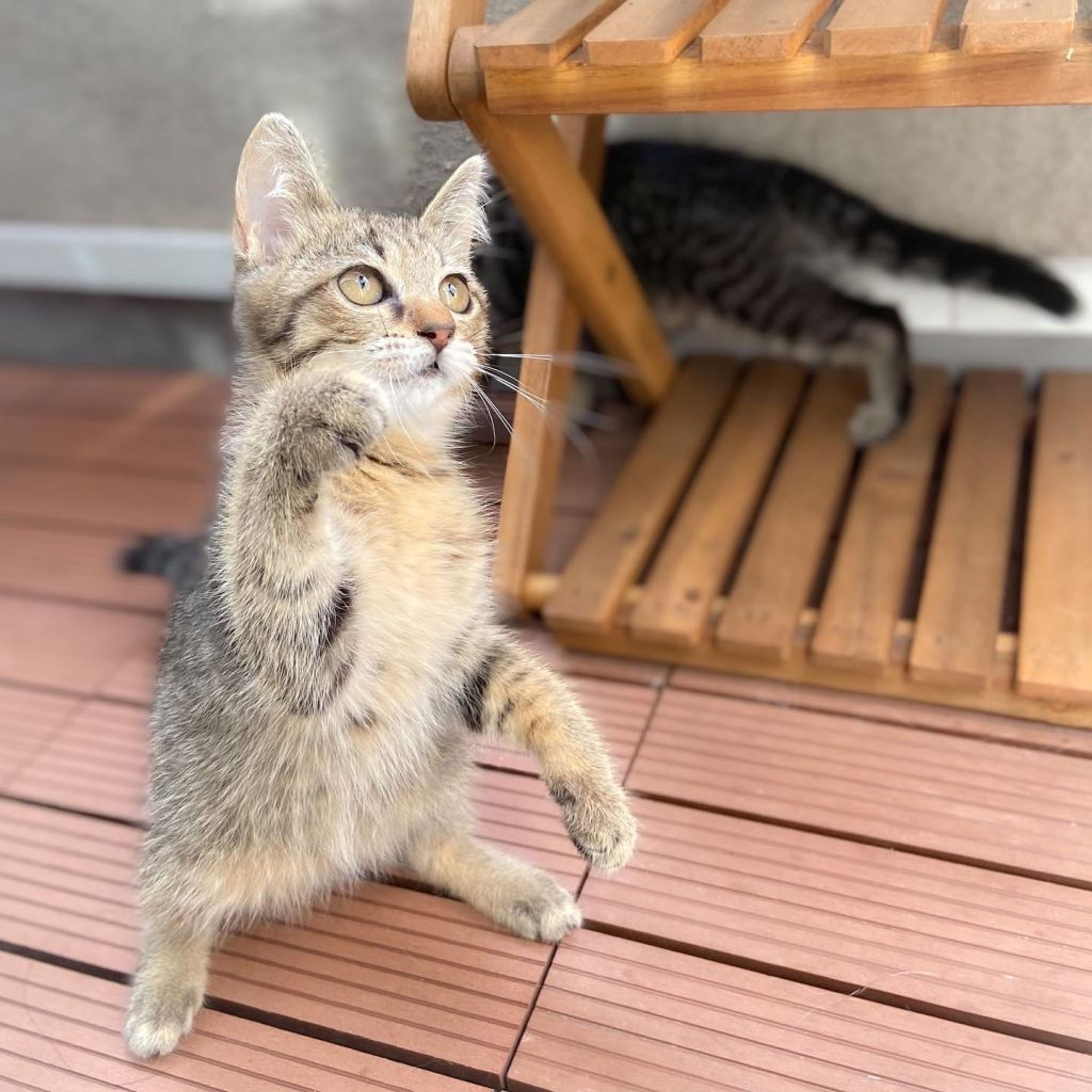 雑種（ミックス猫）・メスの里親募集の写真