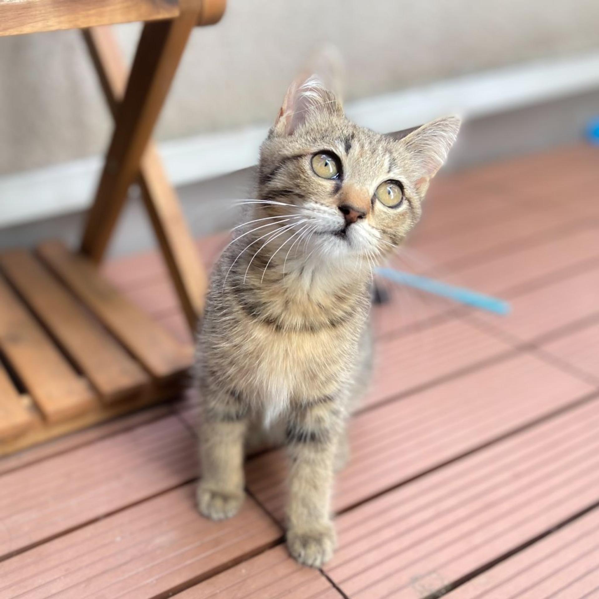 pet-image-4