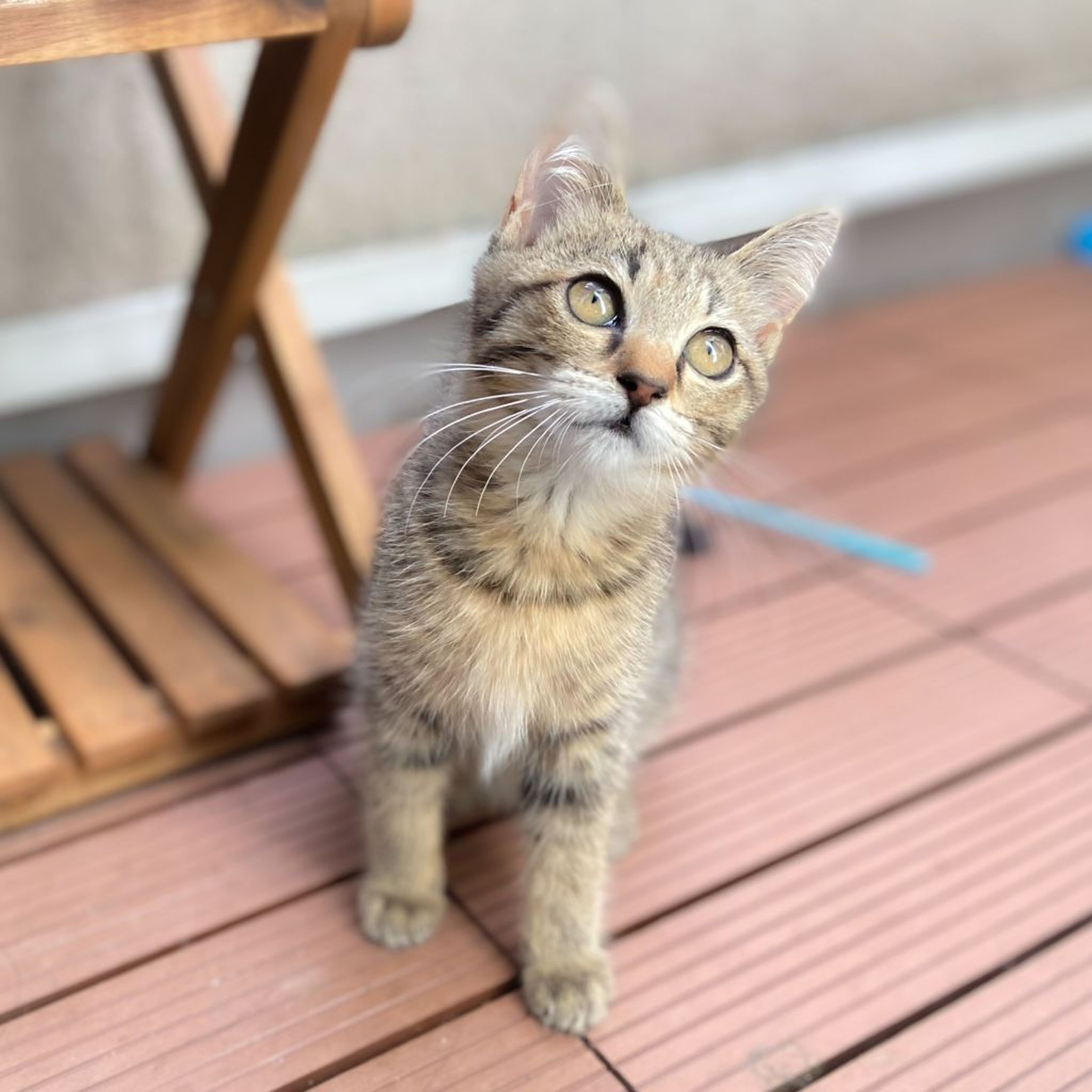 pet-image-4