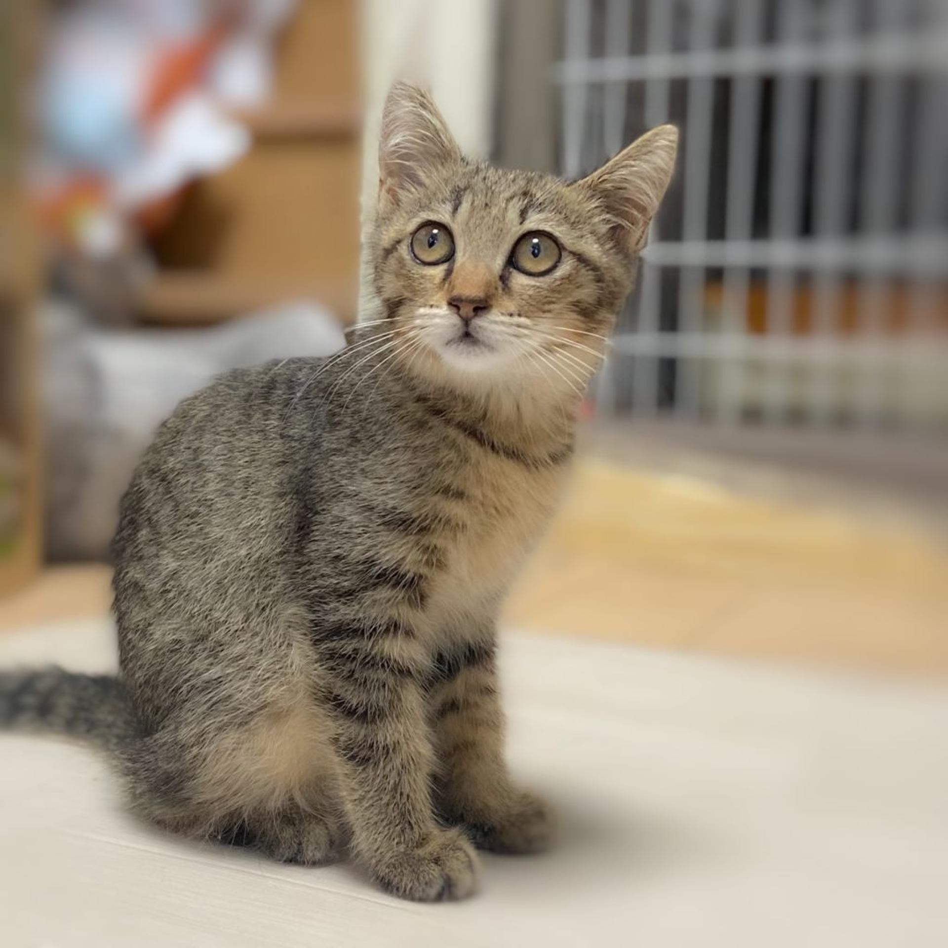 pet-image-3