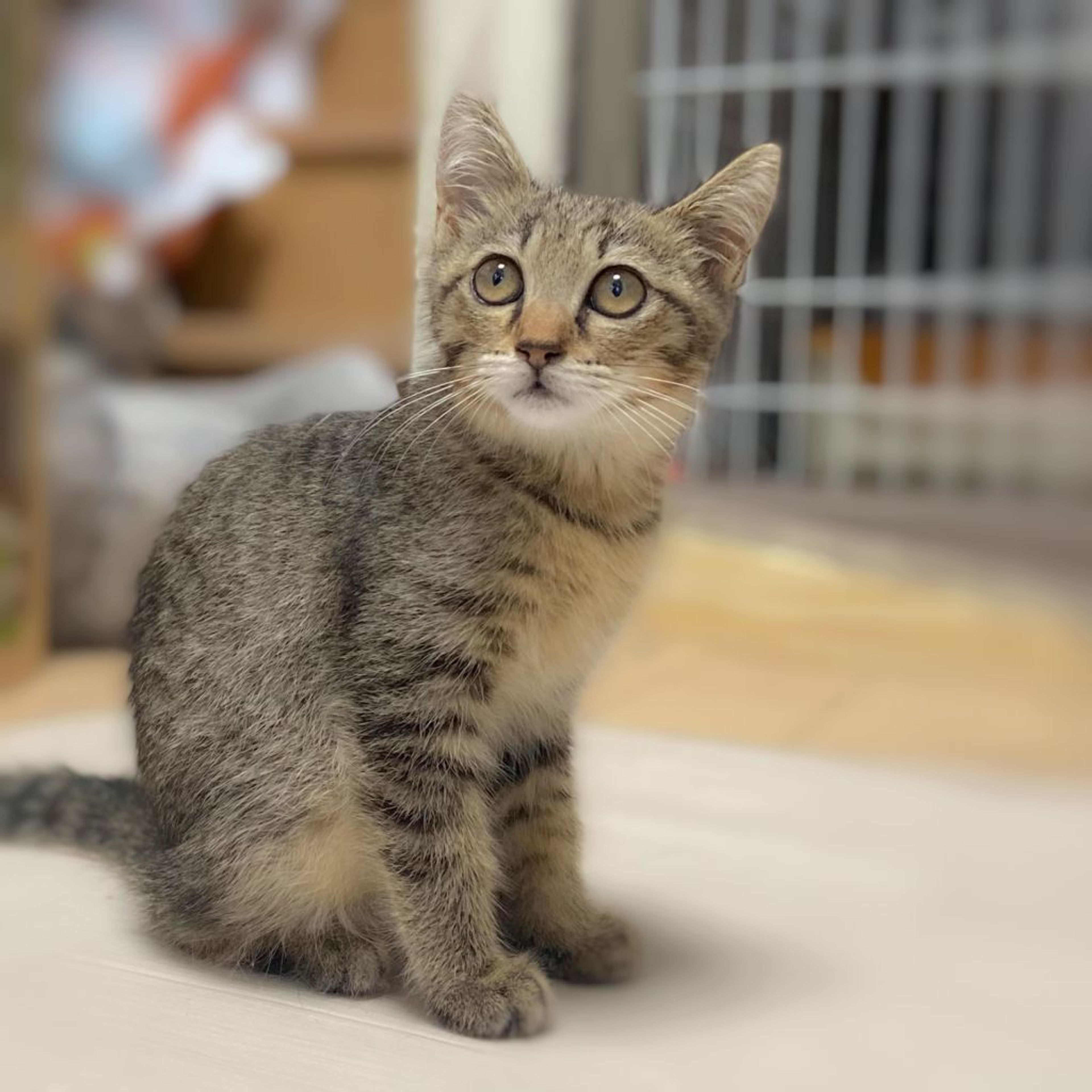 pet-image-3
