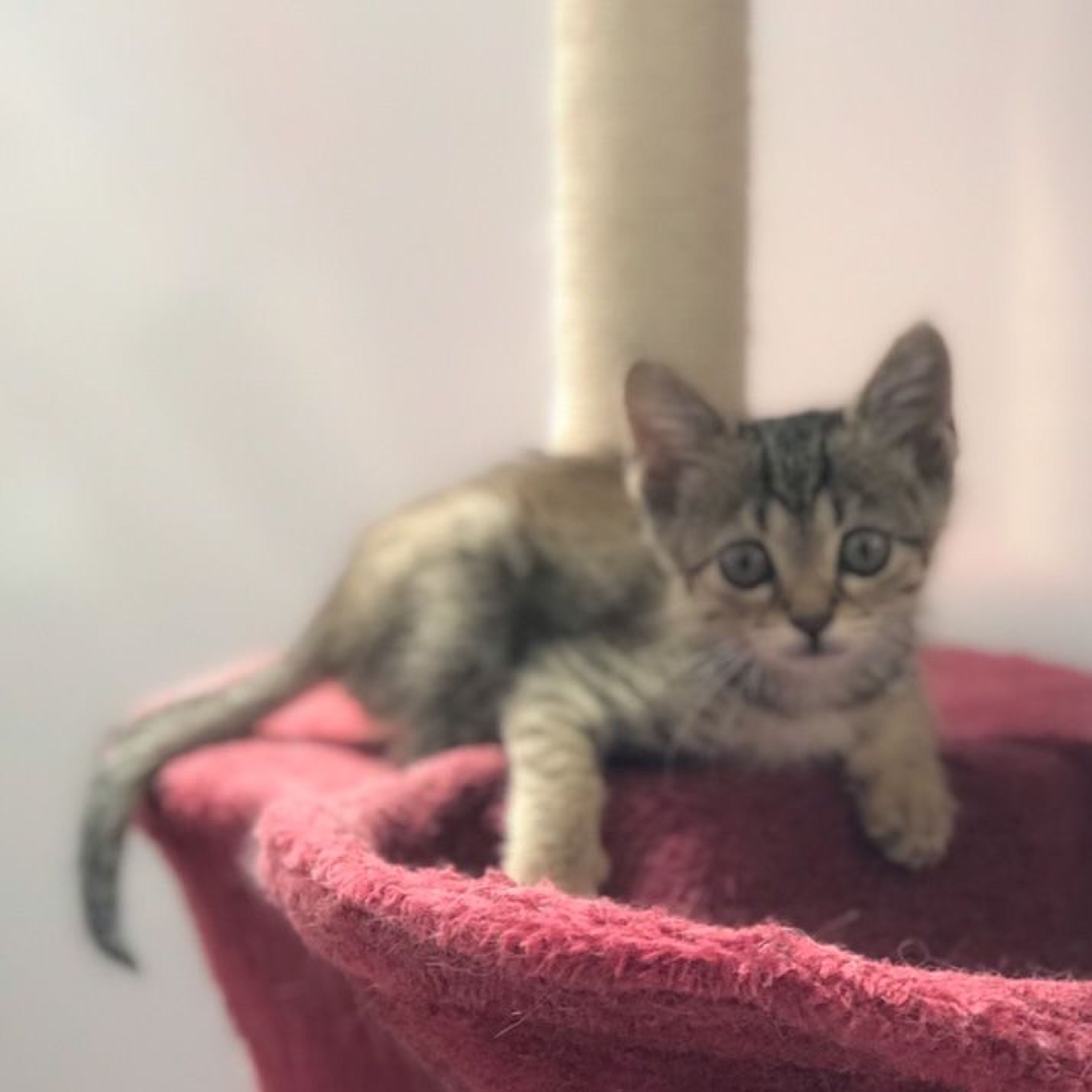 雑種（ミックス猫）・メスの里親募集の写真