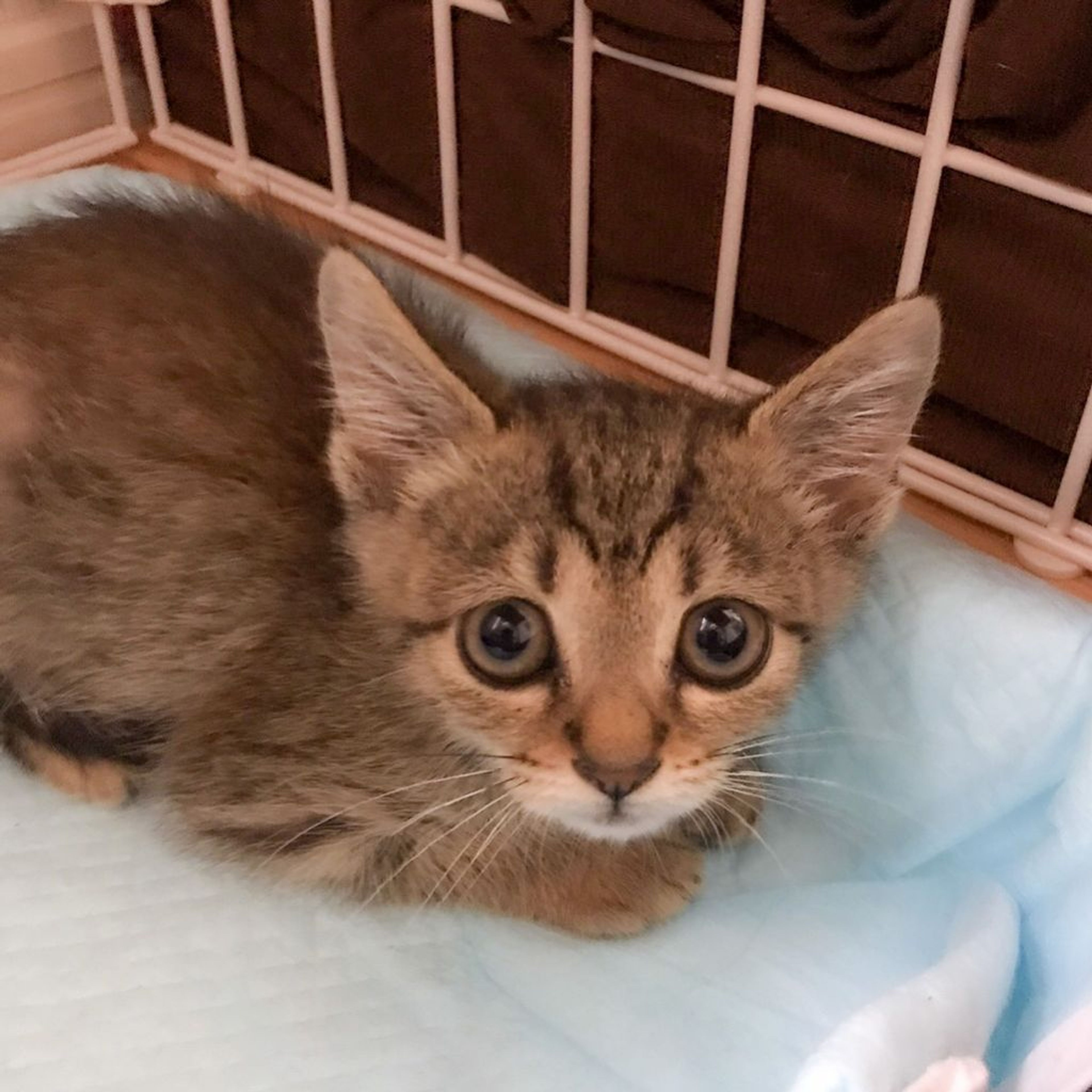 pet-image-2