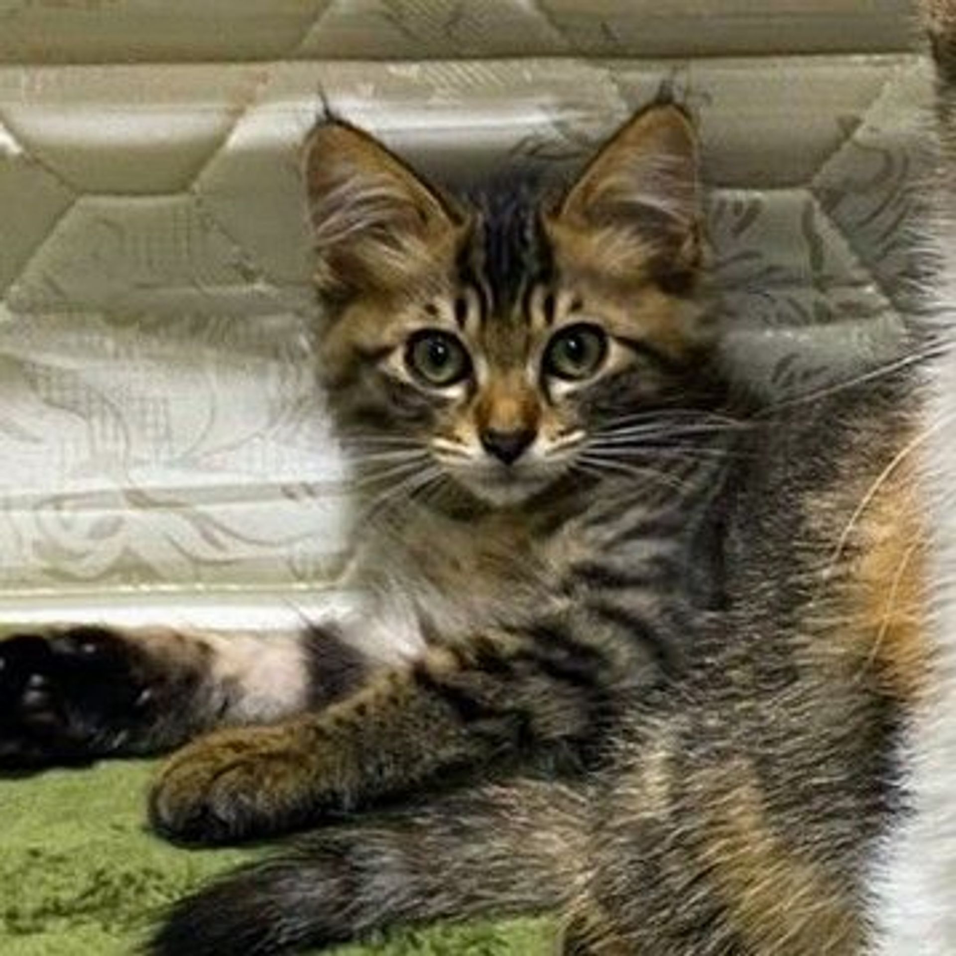 雑種（ミックス猫）・オスの里親募集の写真
