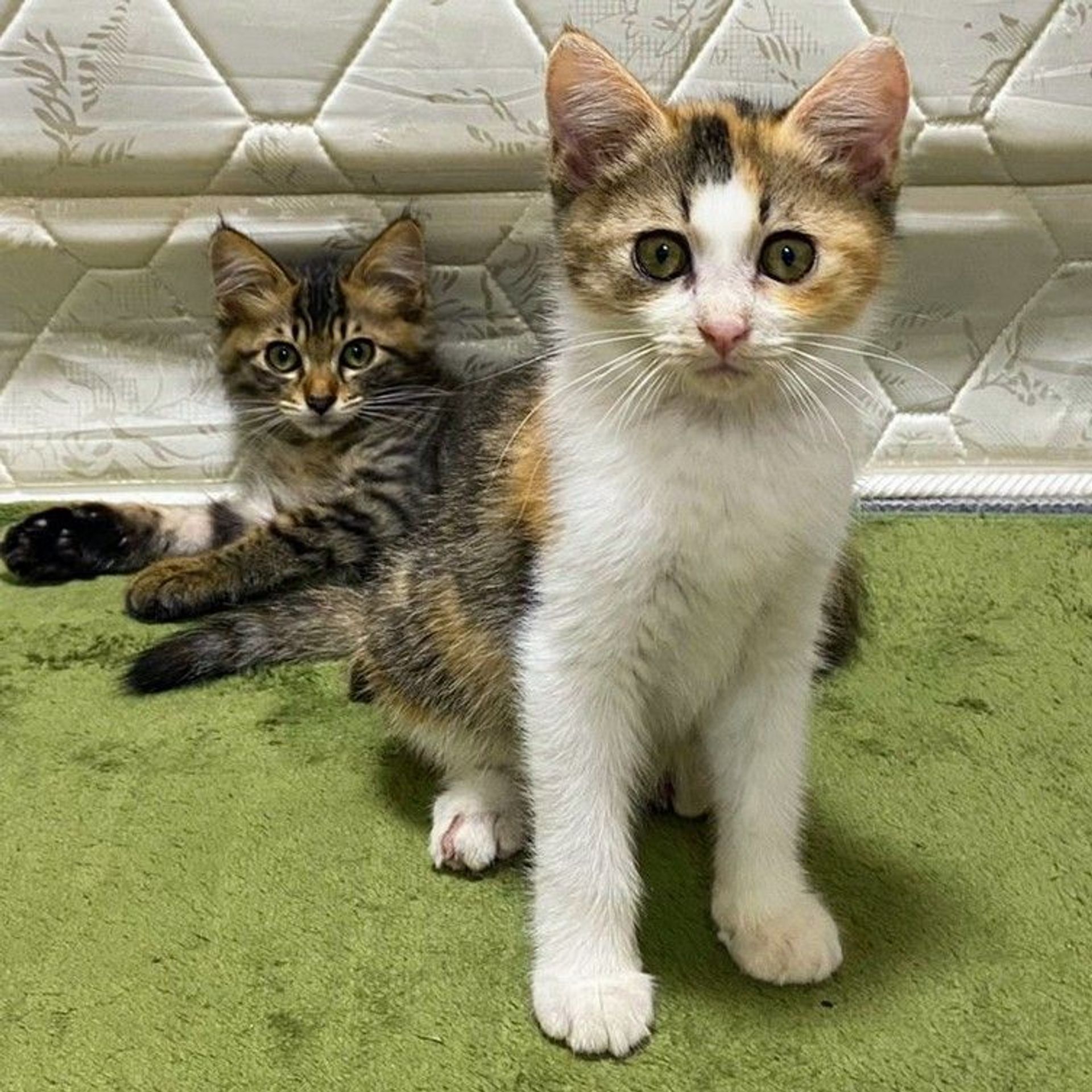 雑種（ミックス猫）・メスの里親募集の写真