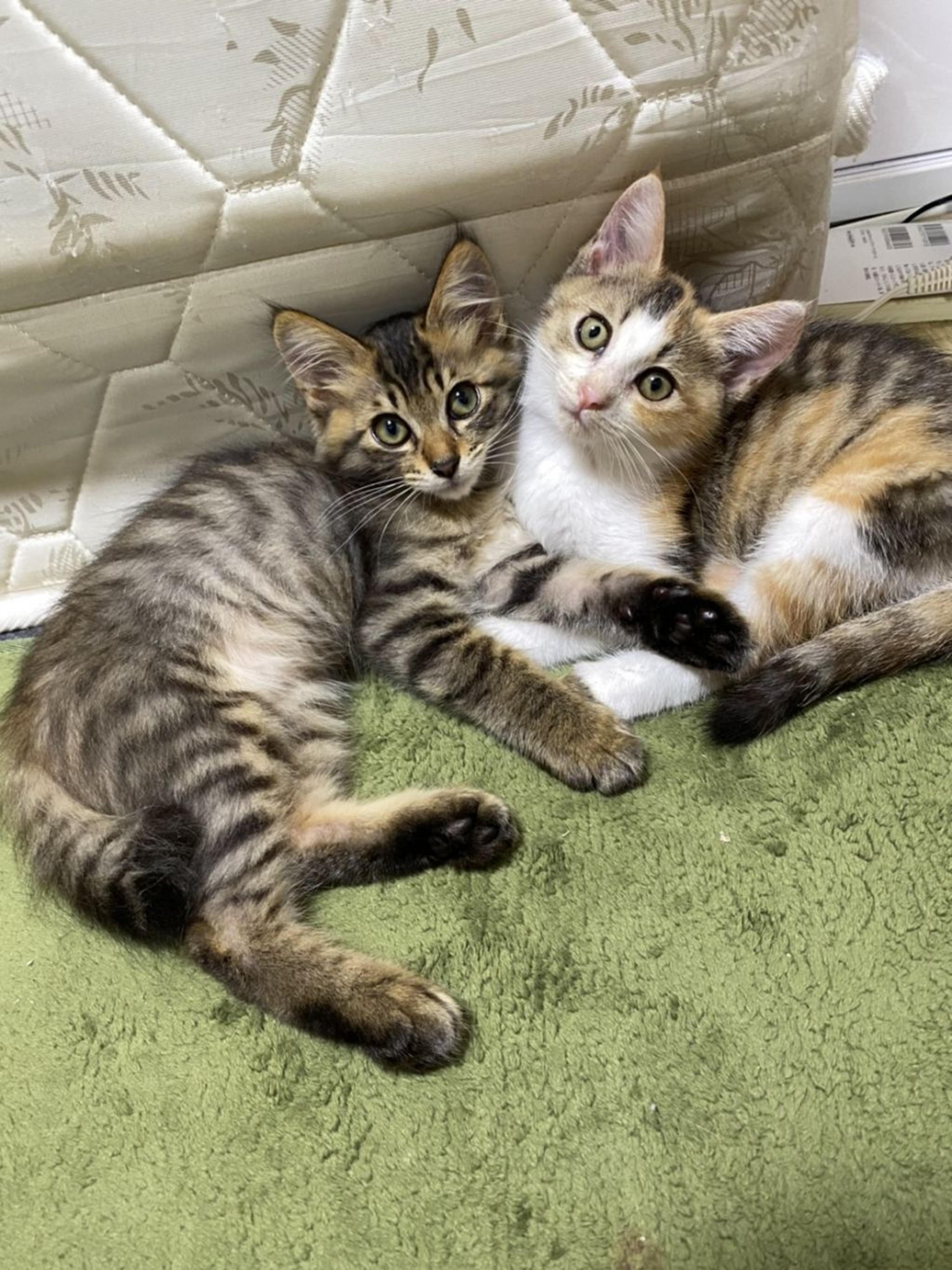 pet-image-2