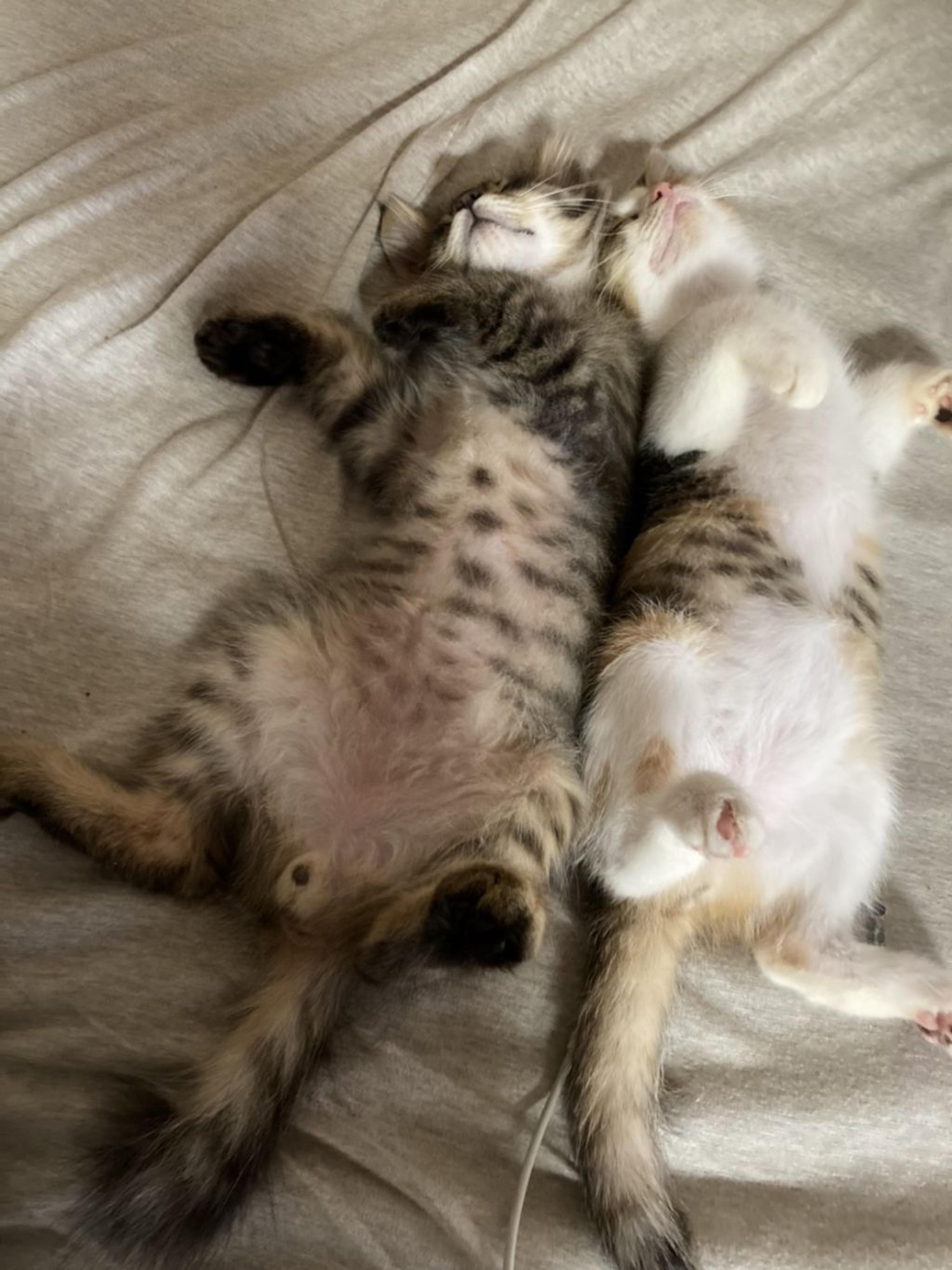 pet-image-3
