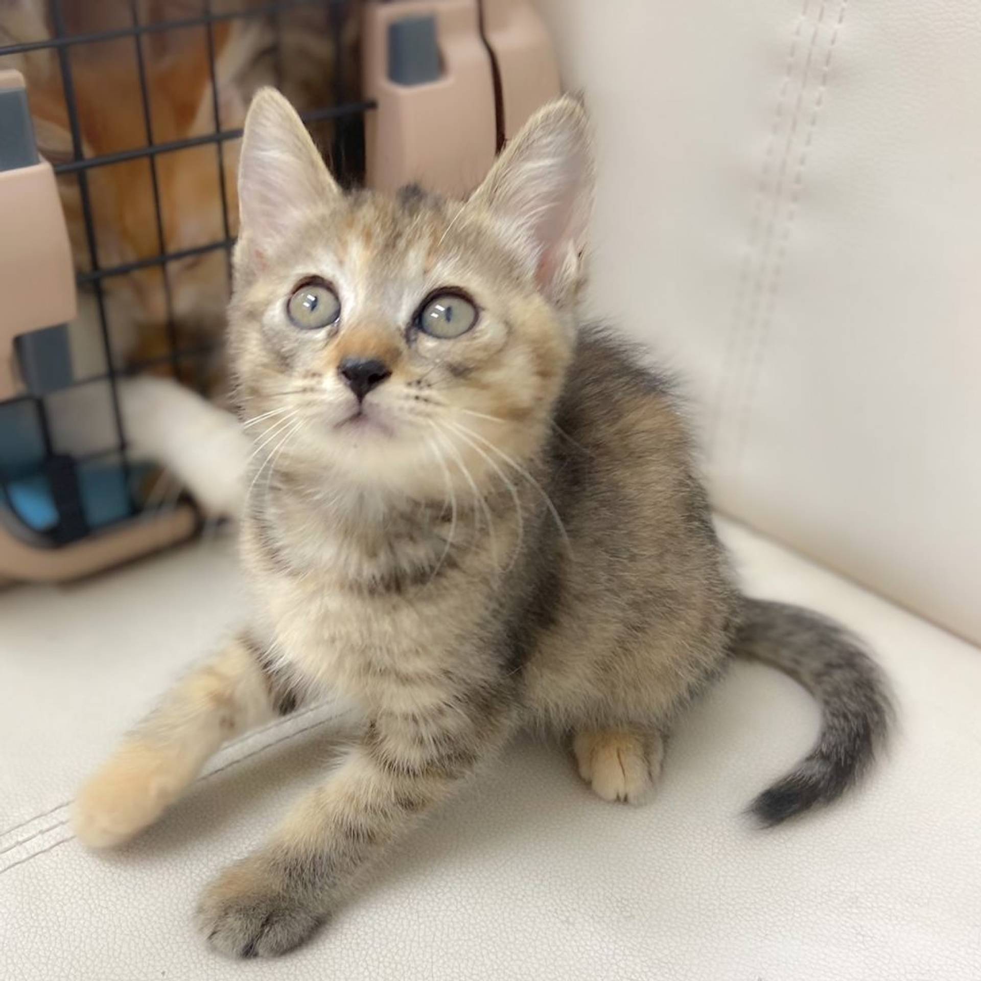 雑種（ミックス猫）・メスの里親募集の写真
