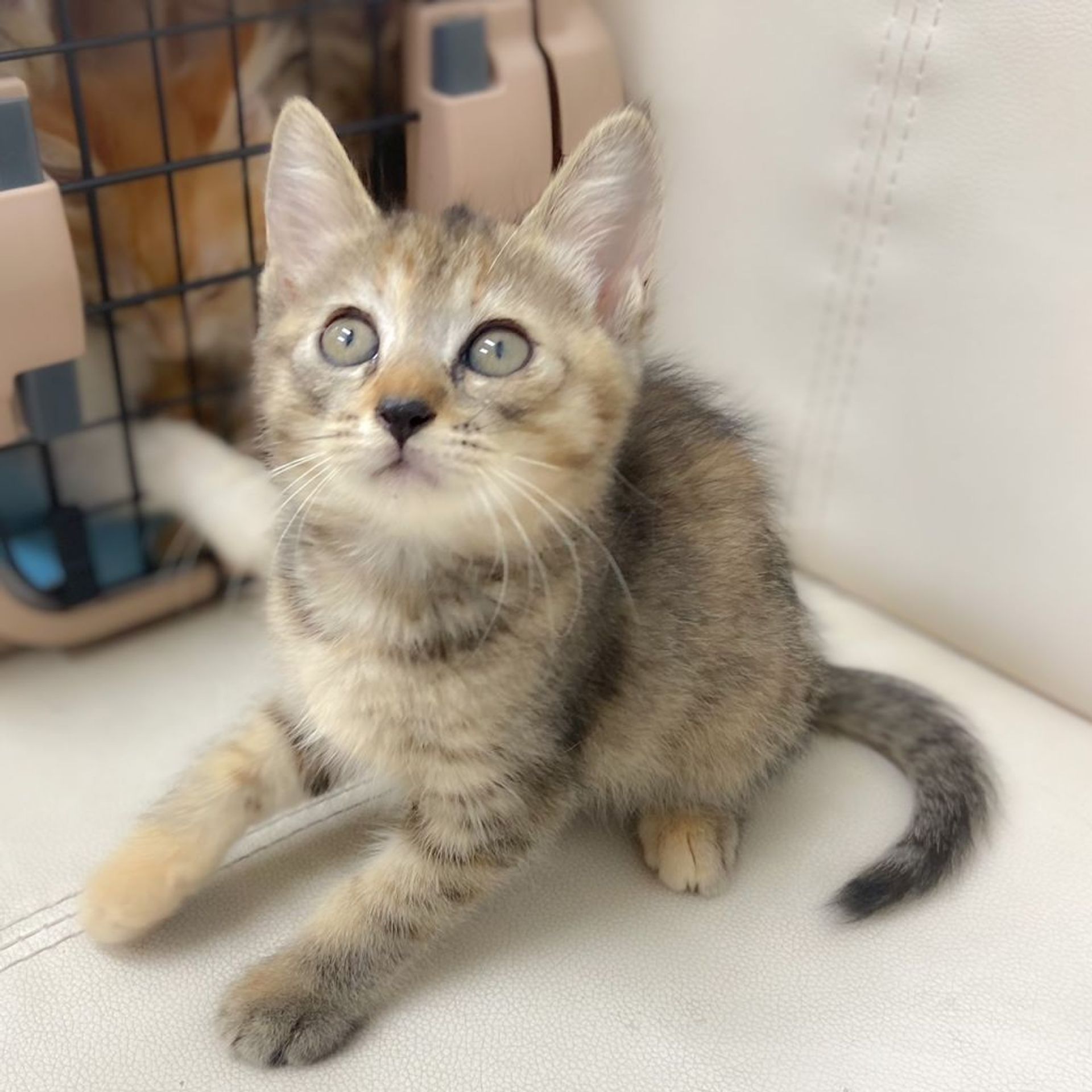 雑種（ミックス猫）・メスの里親募集の写真