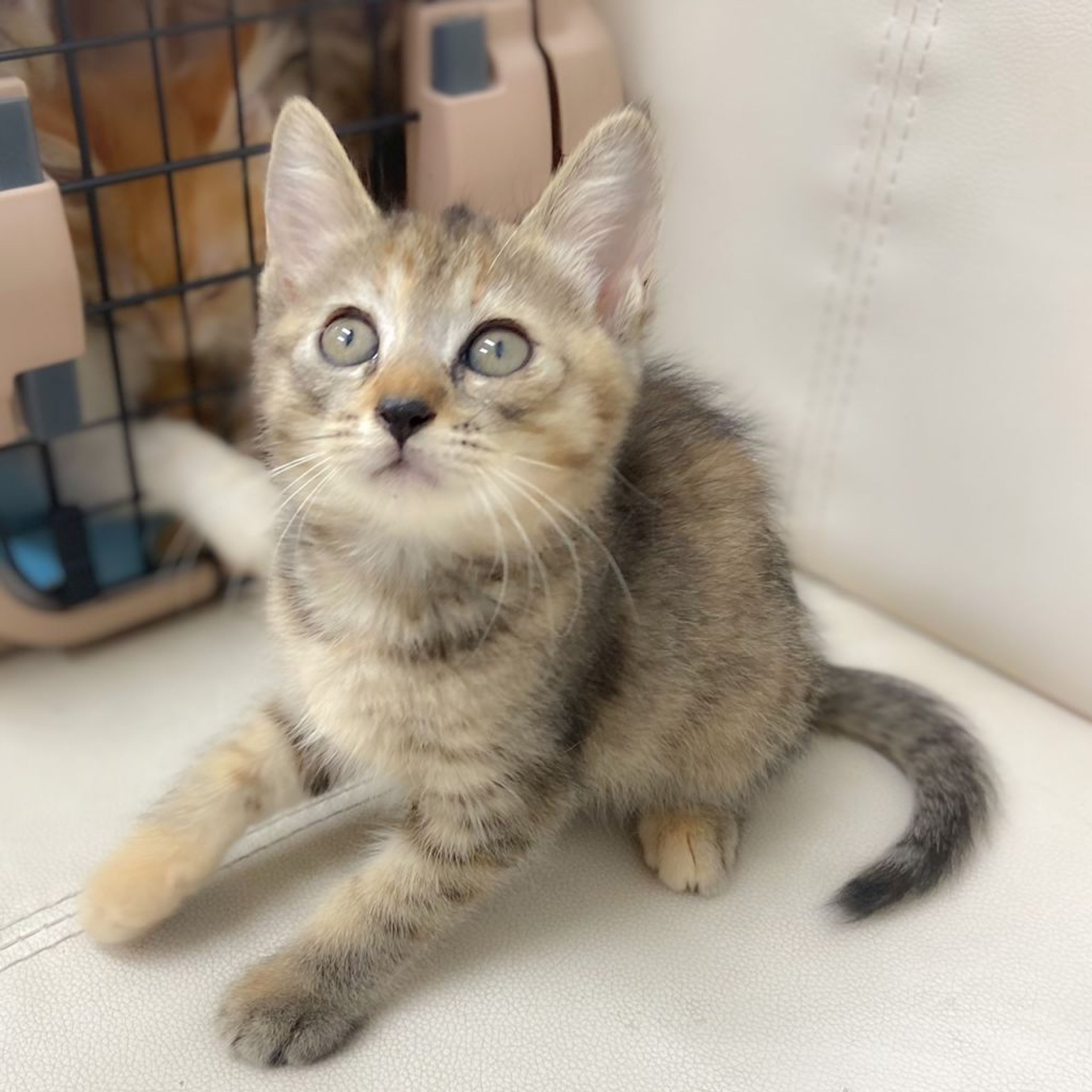 雑種（ミックス猫）・メスの里親募集の写真