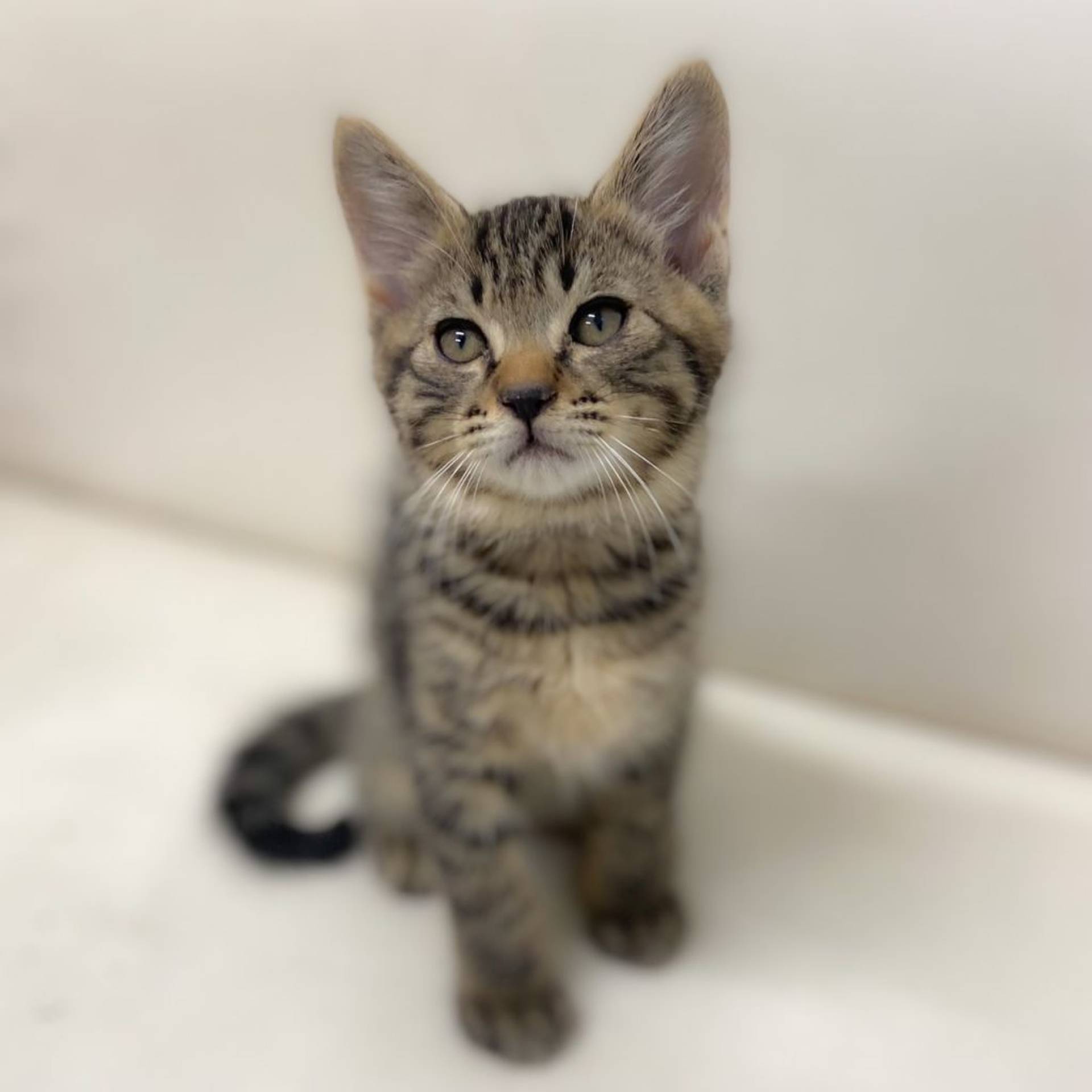 雑種（ミックス猫）・オスの里親募集の写真