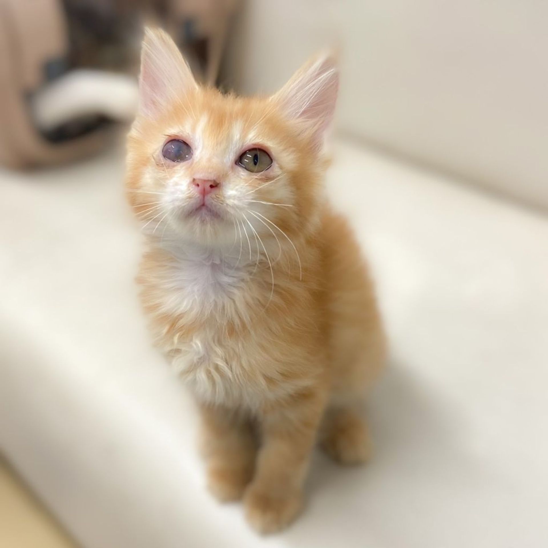 雑種（ミックス猫）・メスの里親募集の写真