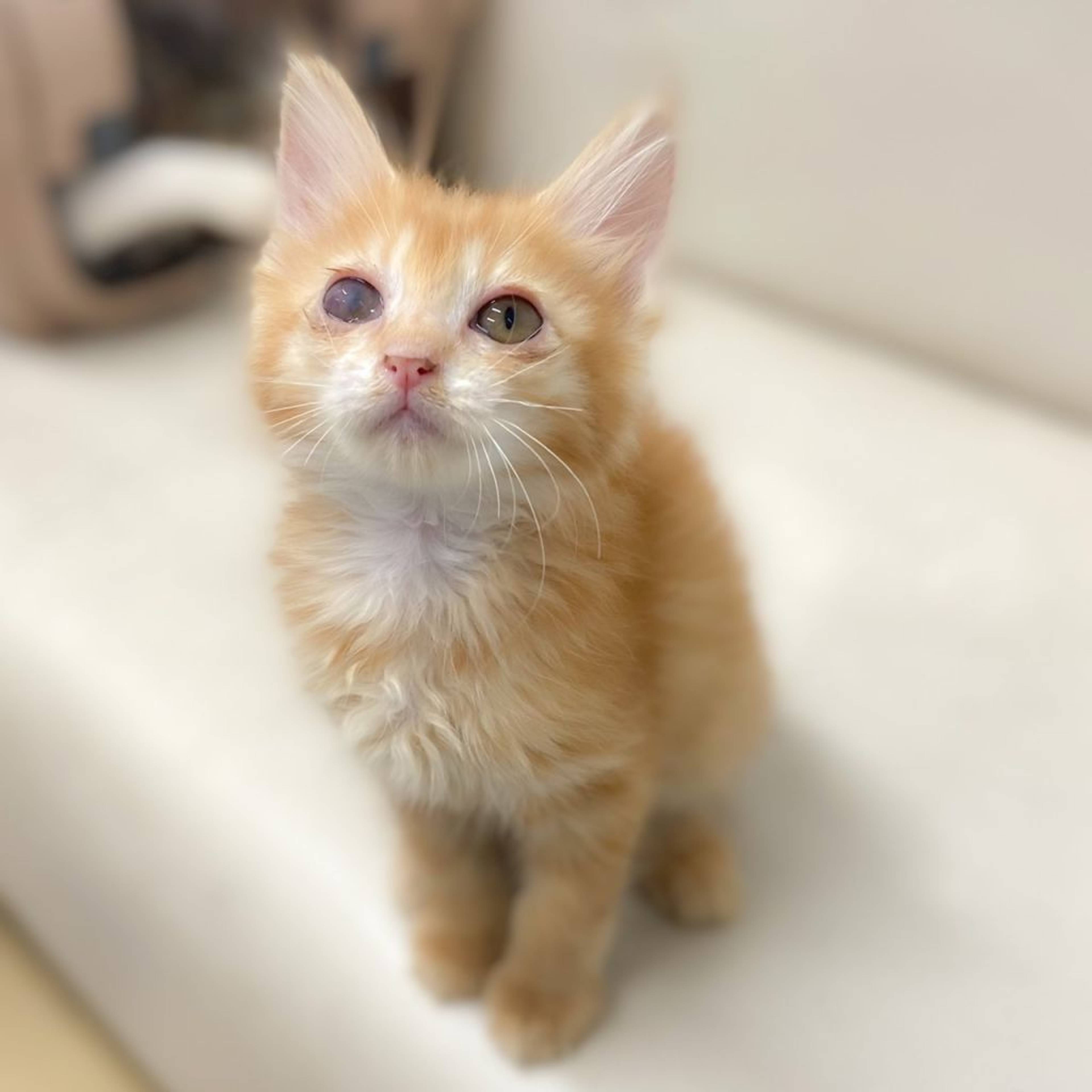 雑種（ミックス猫）・メスの里親募集の写真