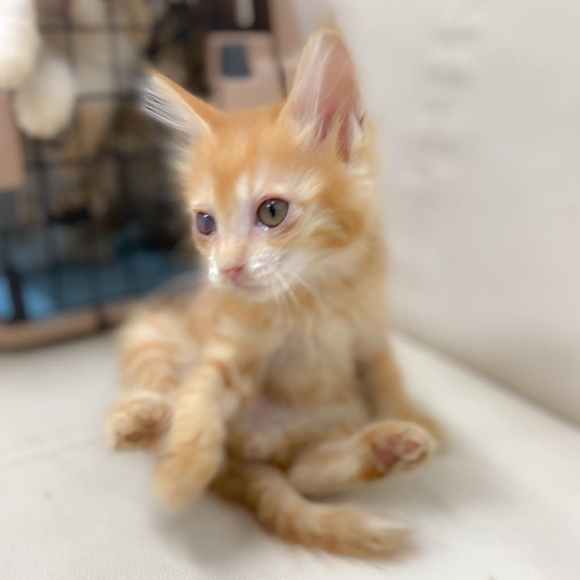 pet-image-3