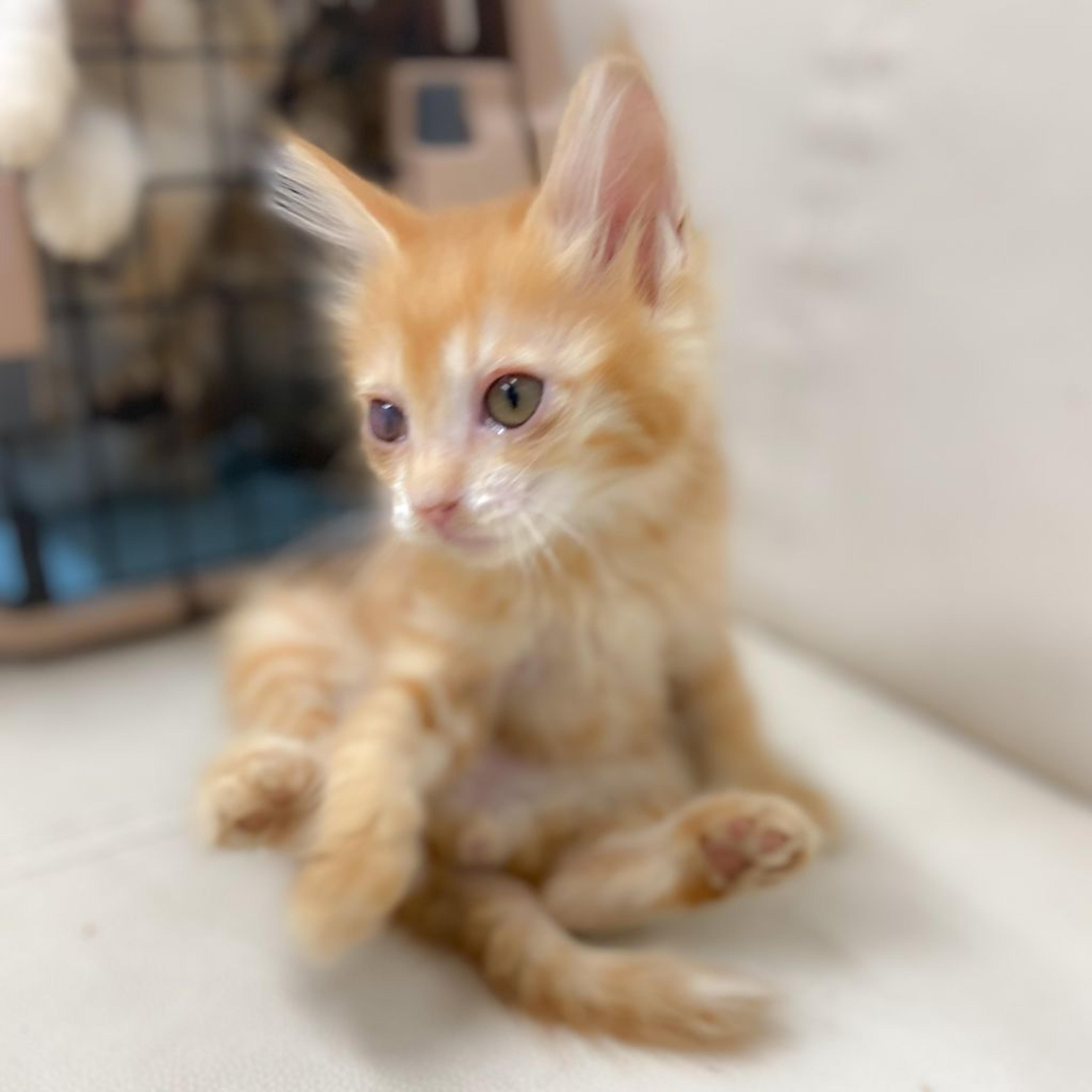 pet-image-3