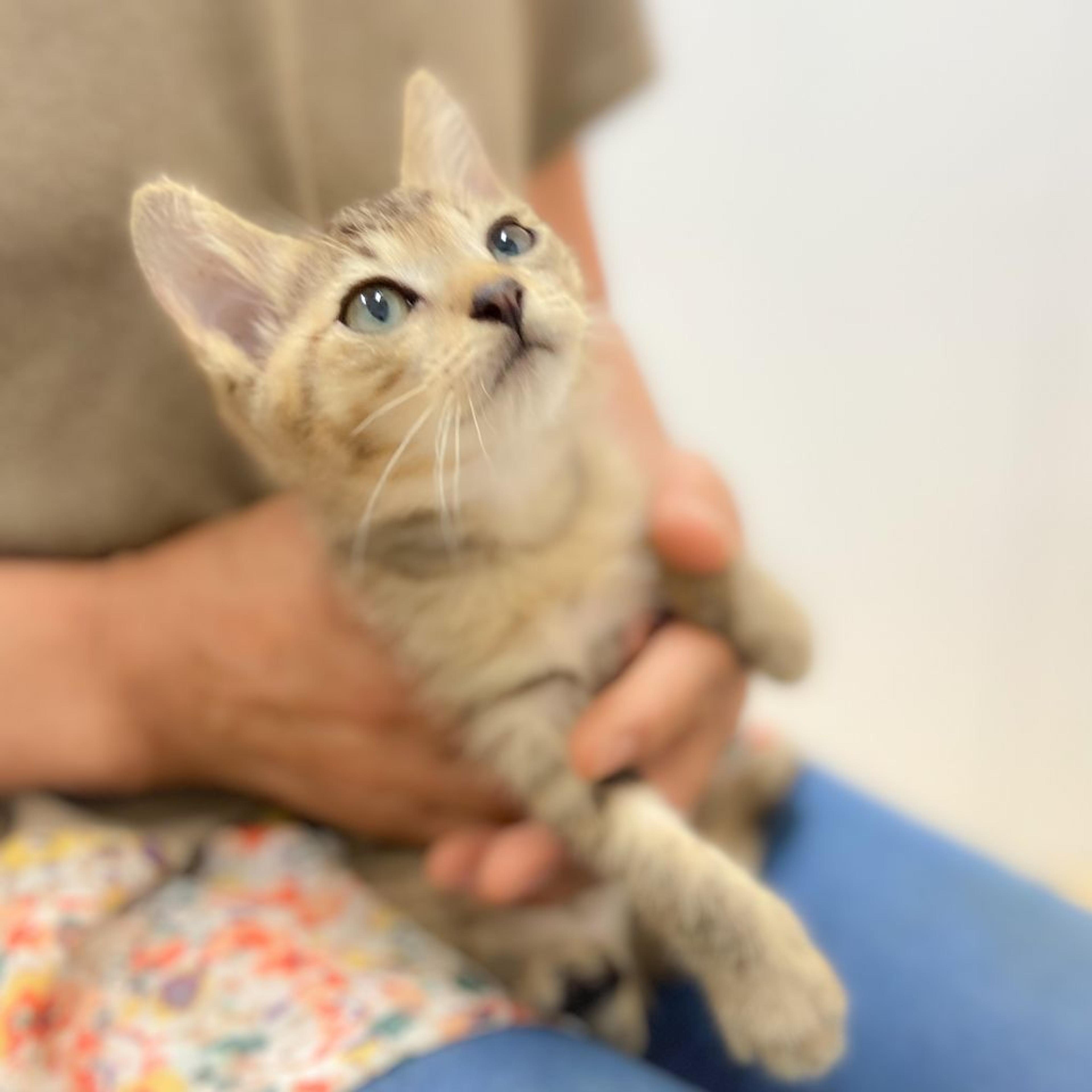 pet-image-2