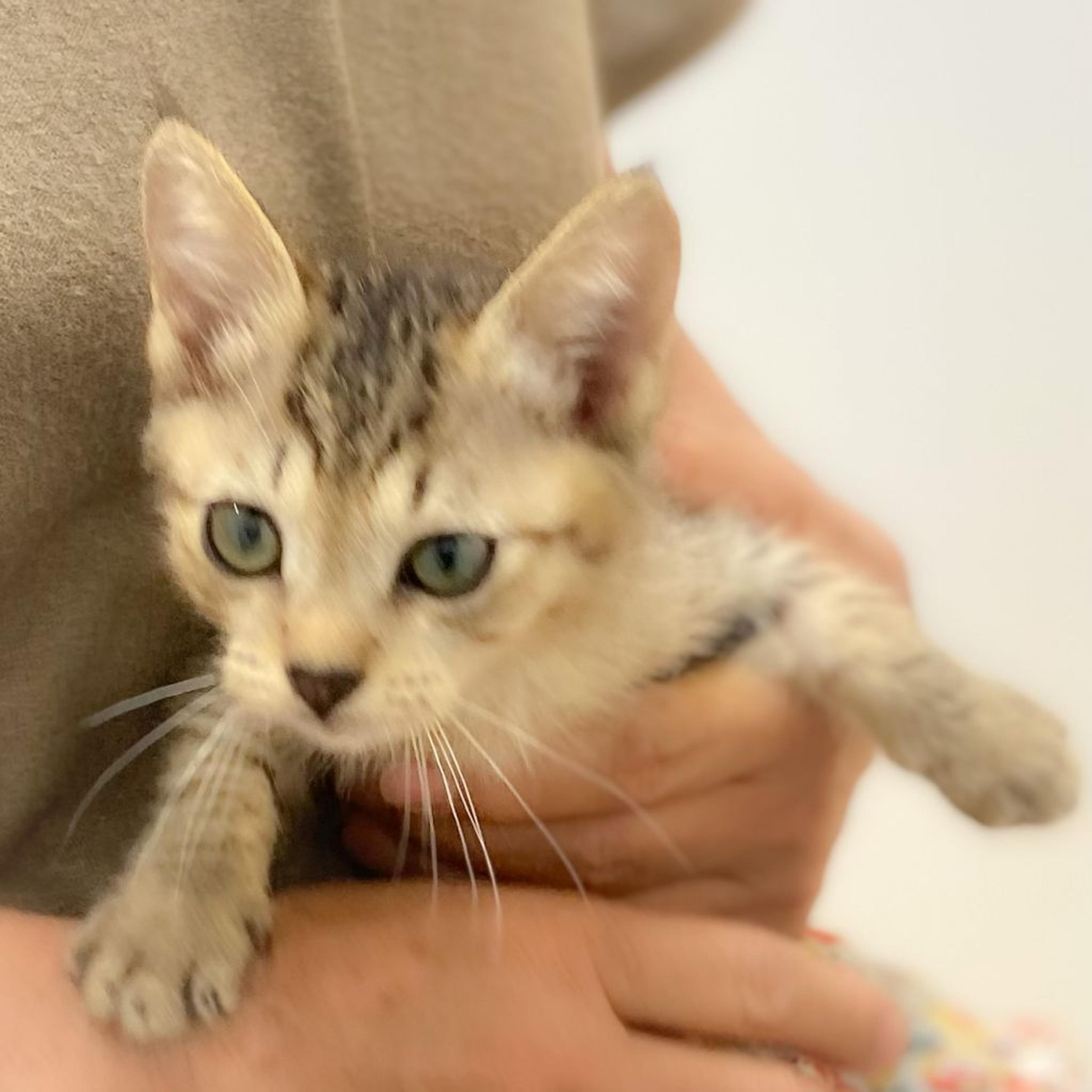 pet-image-3