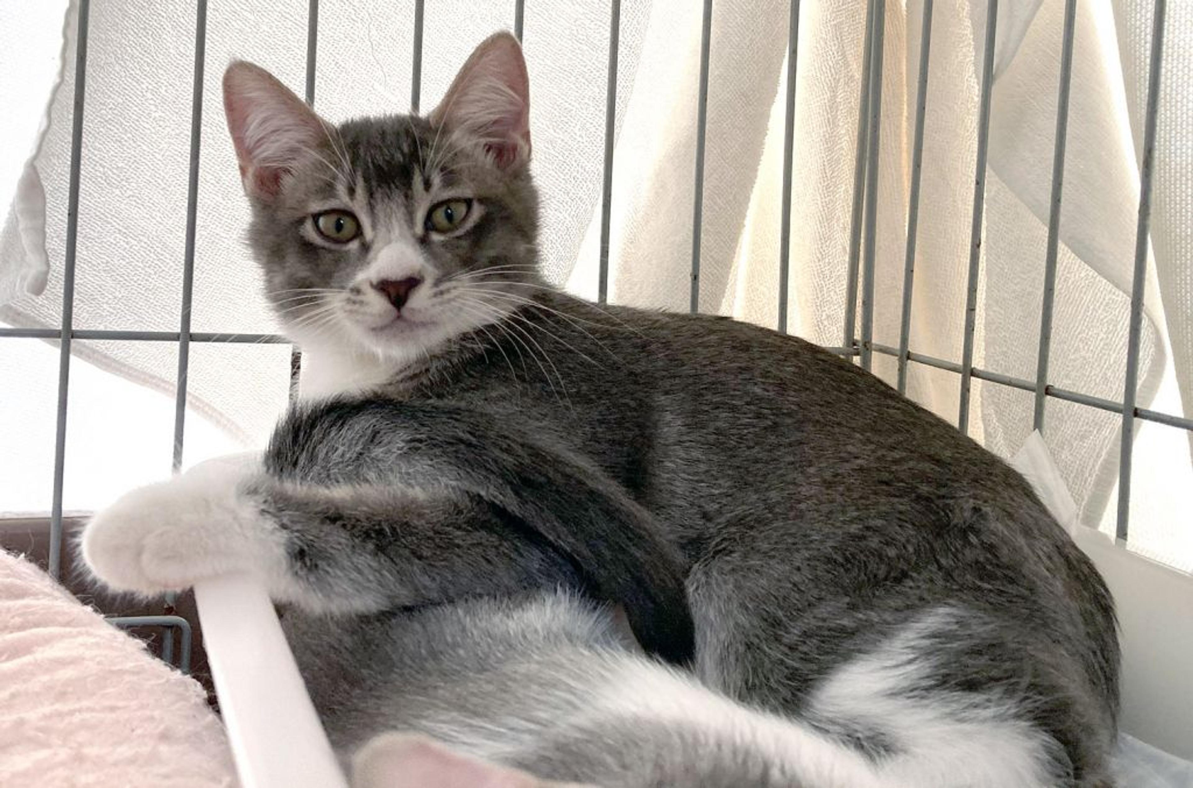 pet-image-3