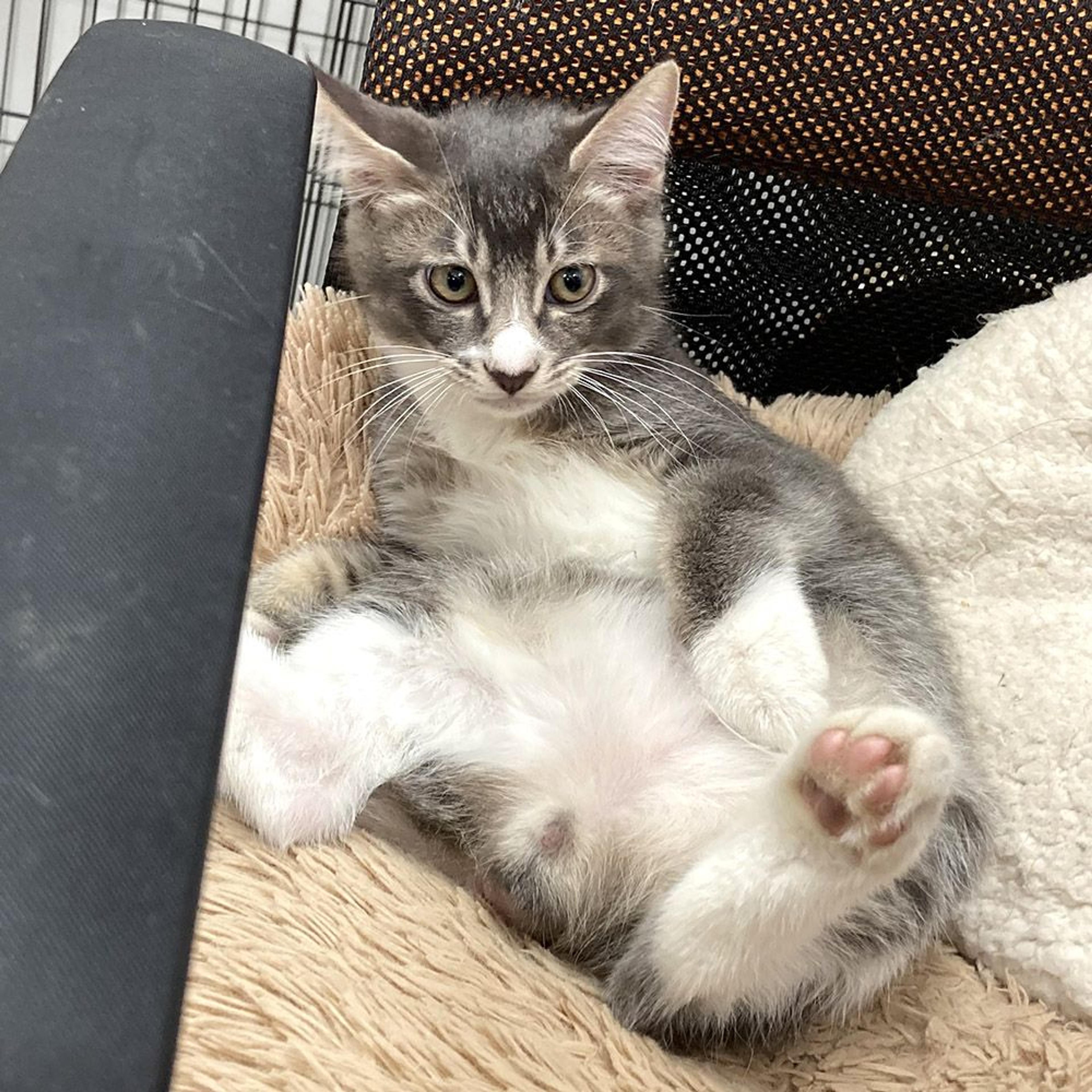 pet-image-4