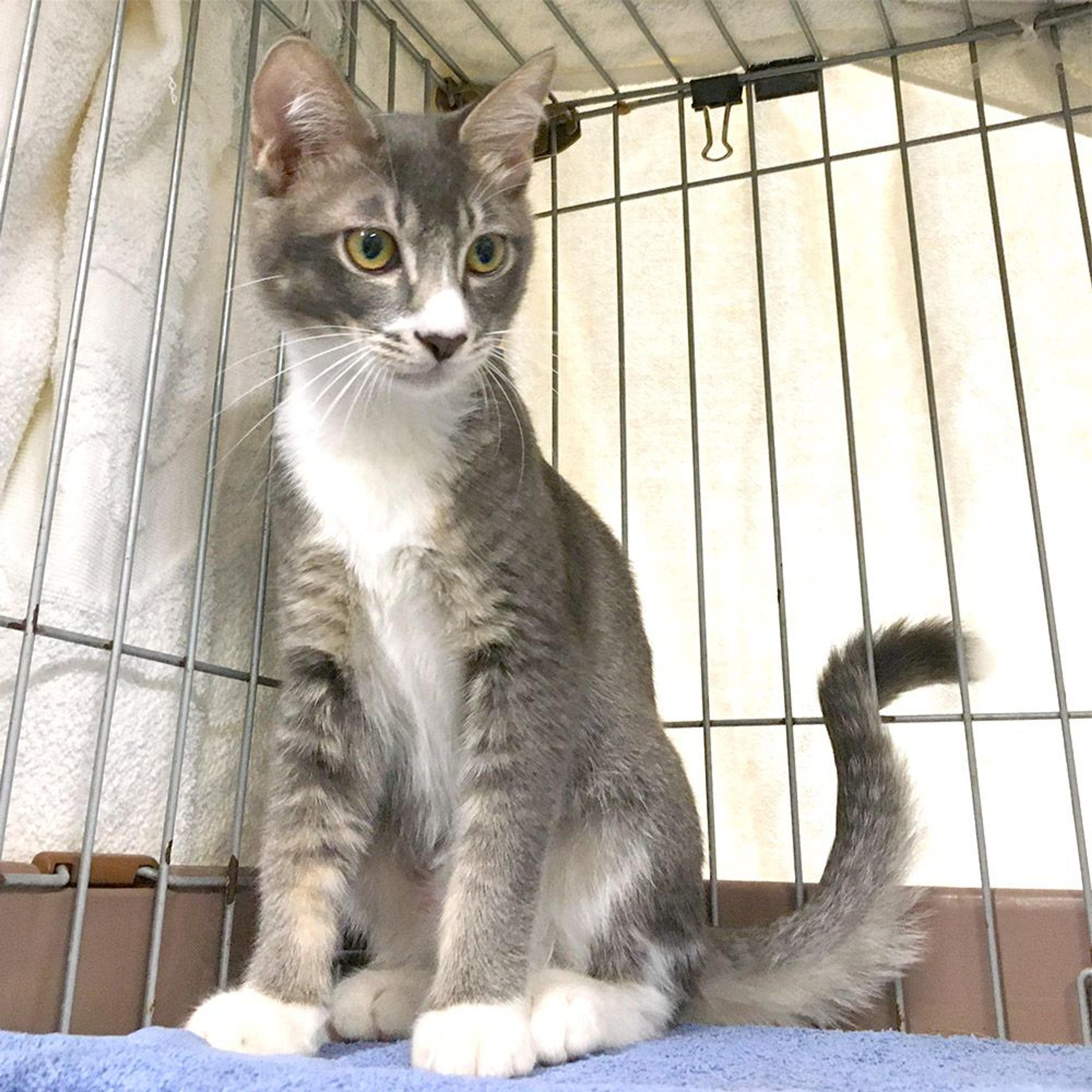 pet-image-2