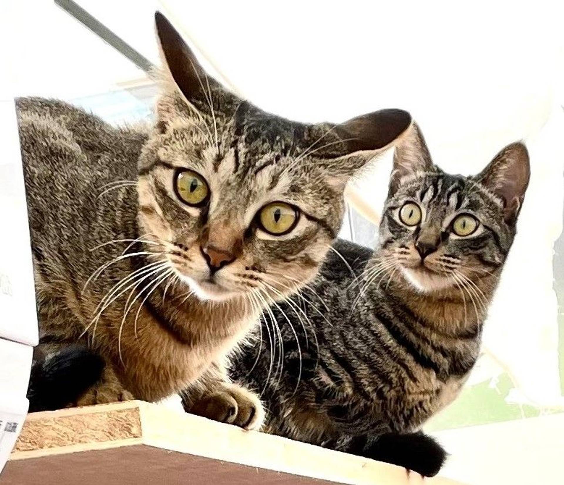 日本猫・メスの里親募集の写真