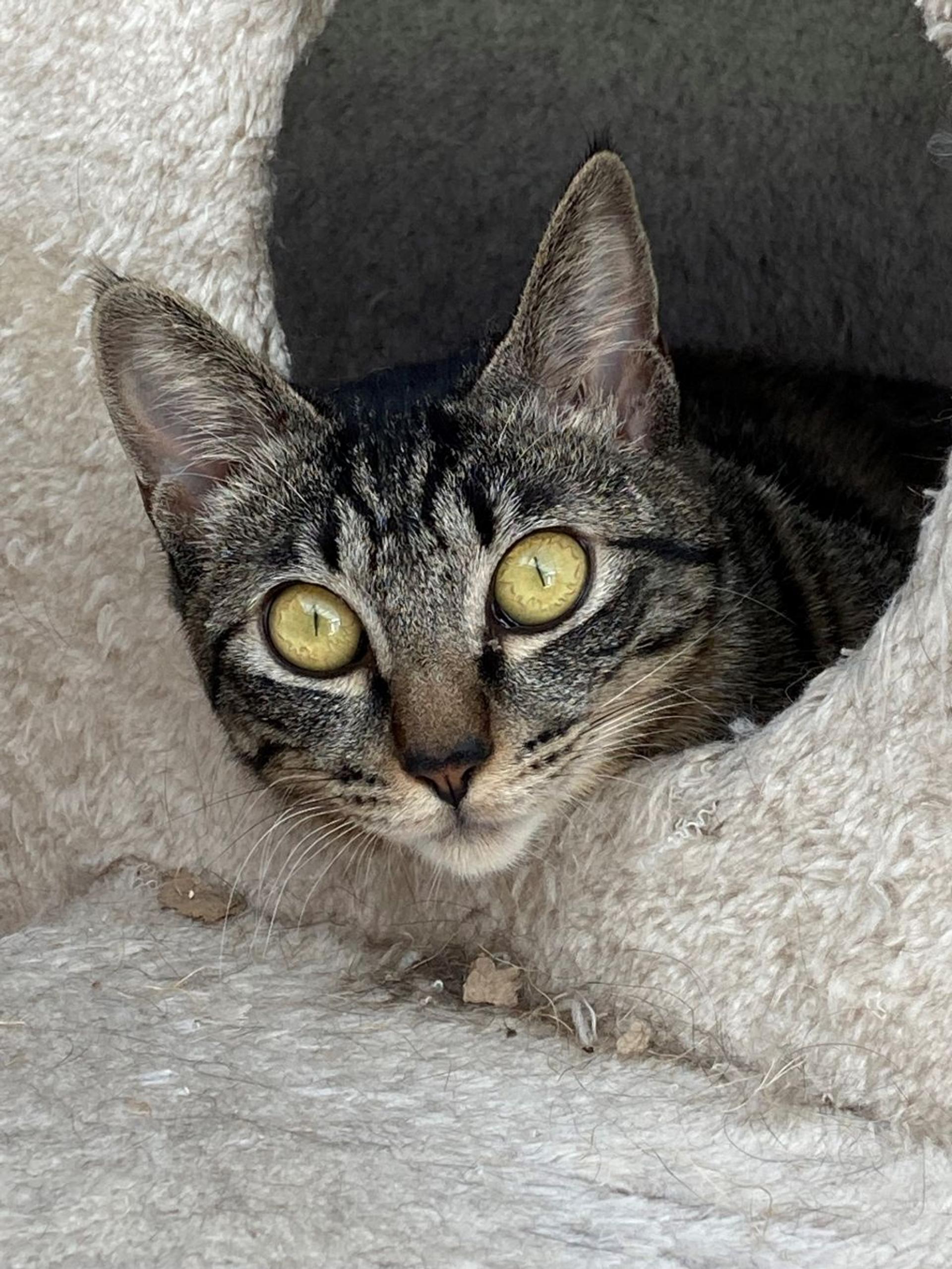 pet-image-7