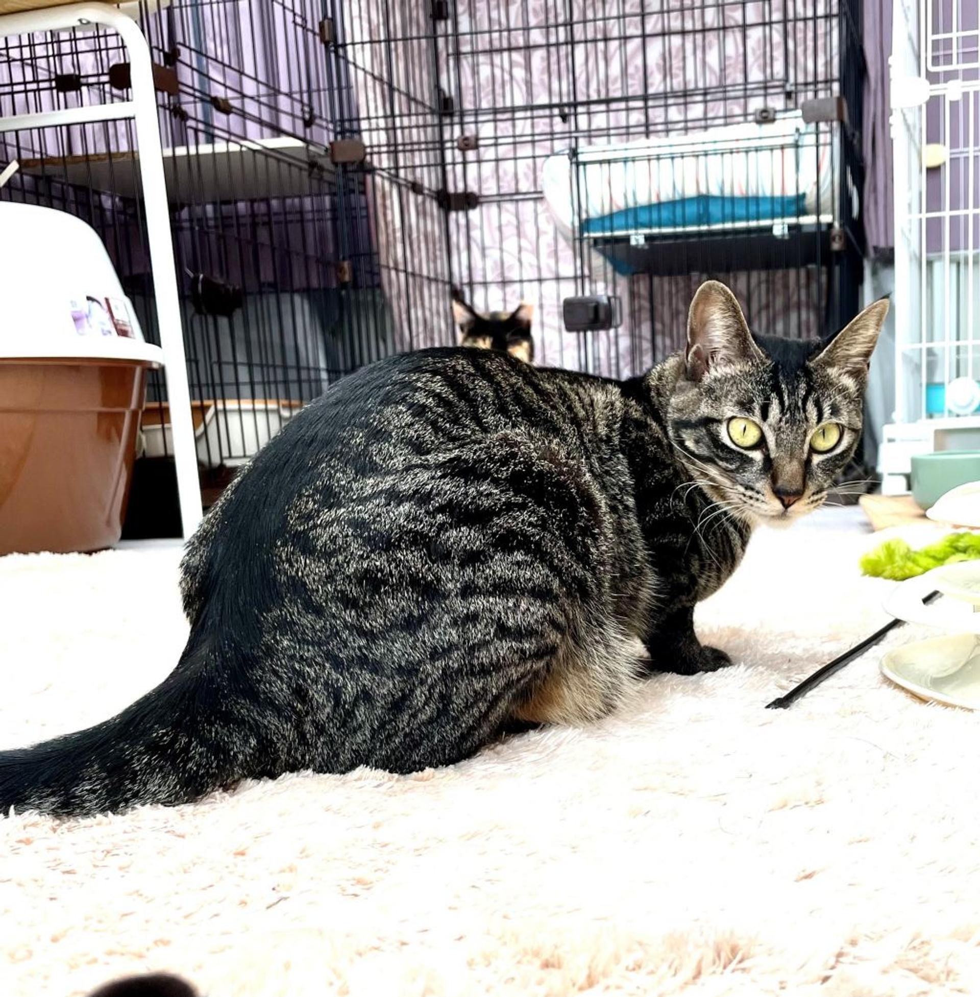 pet-image-9