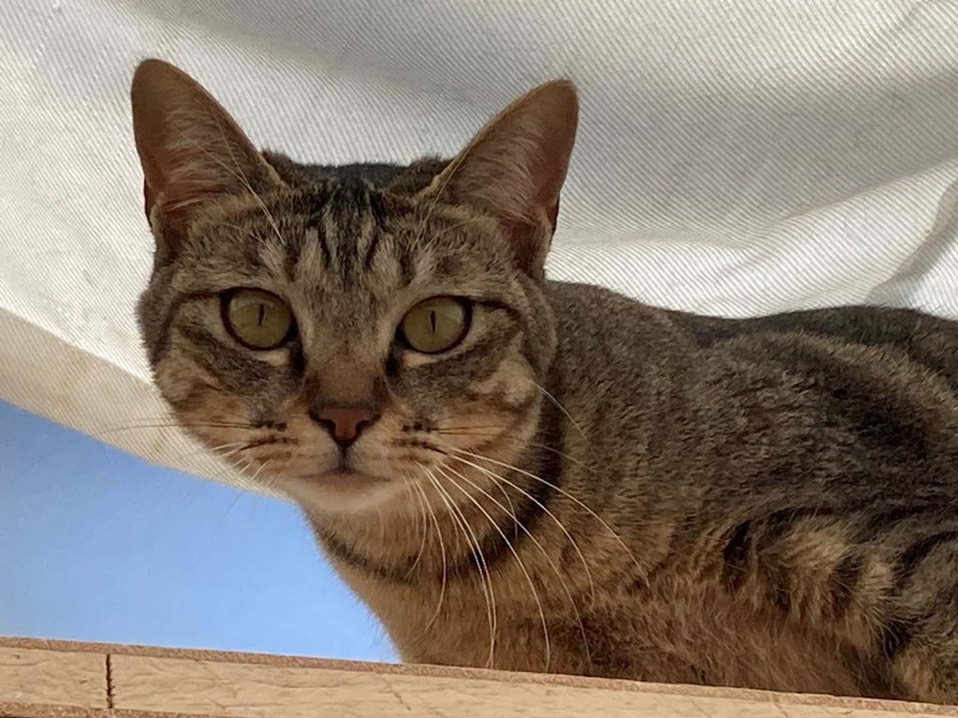 日本猫・メスの里親募集の写真