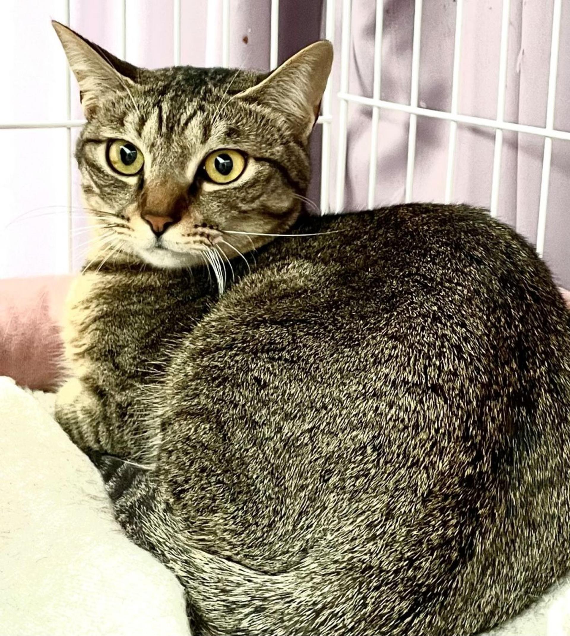 pet-image-5
