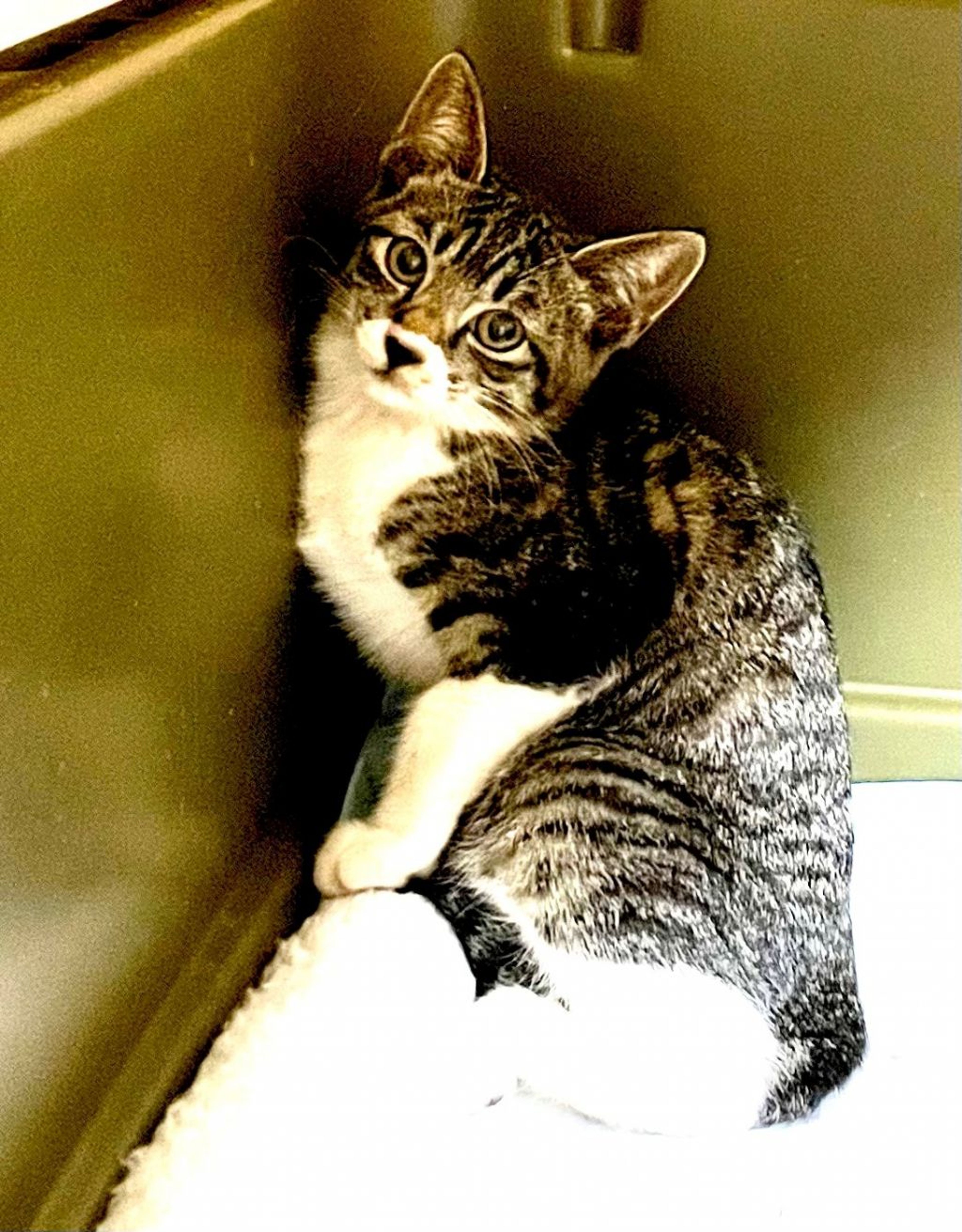 pet-image-7