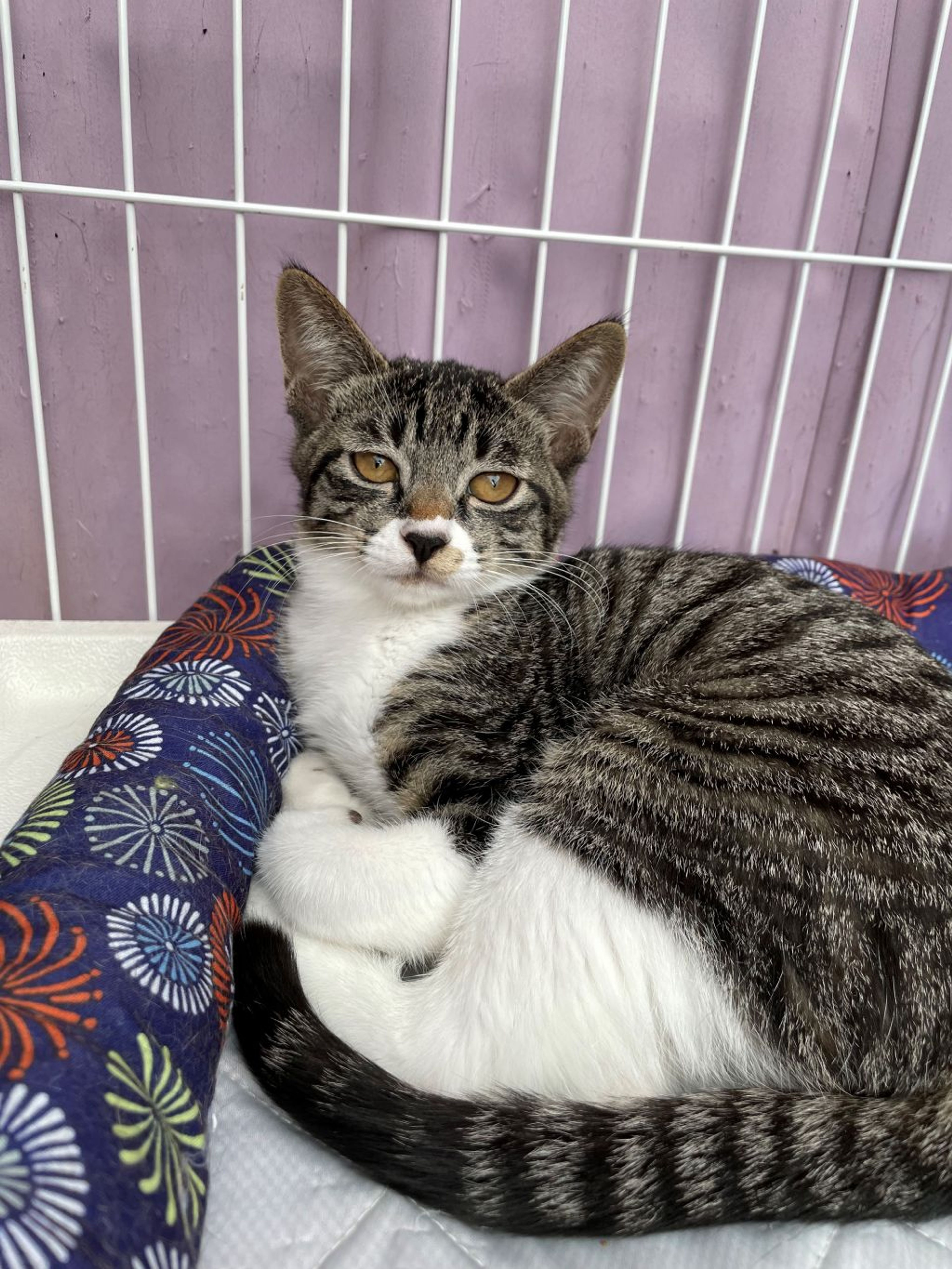 pet-image-2