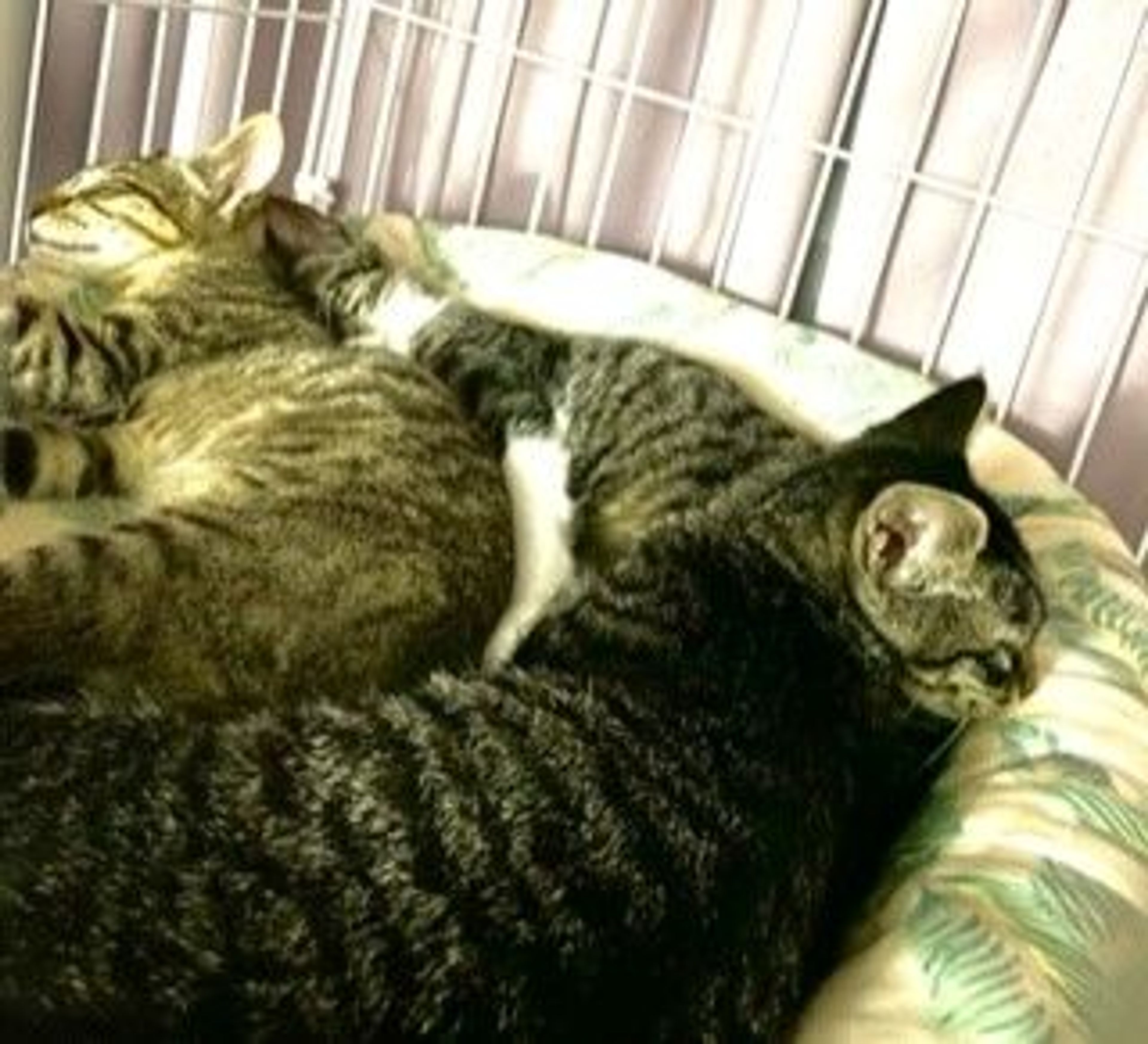 pet-image-3