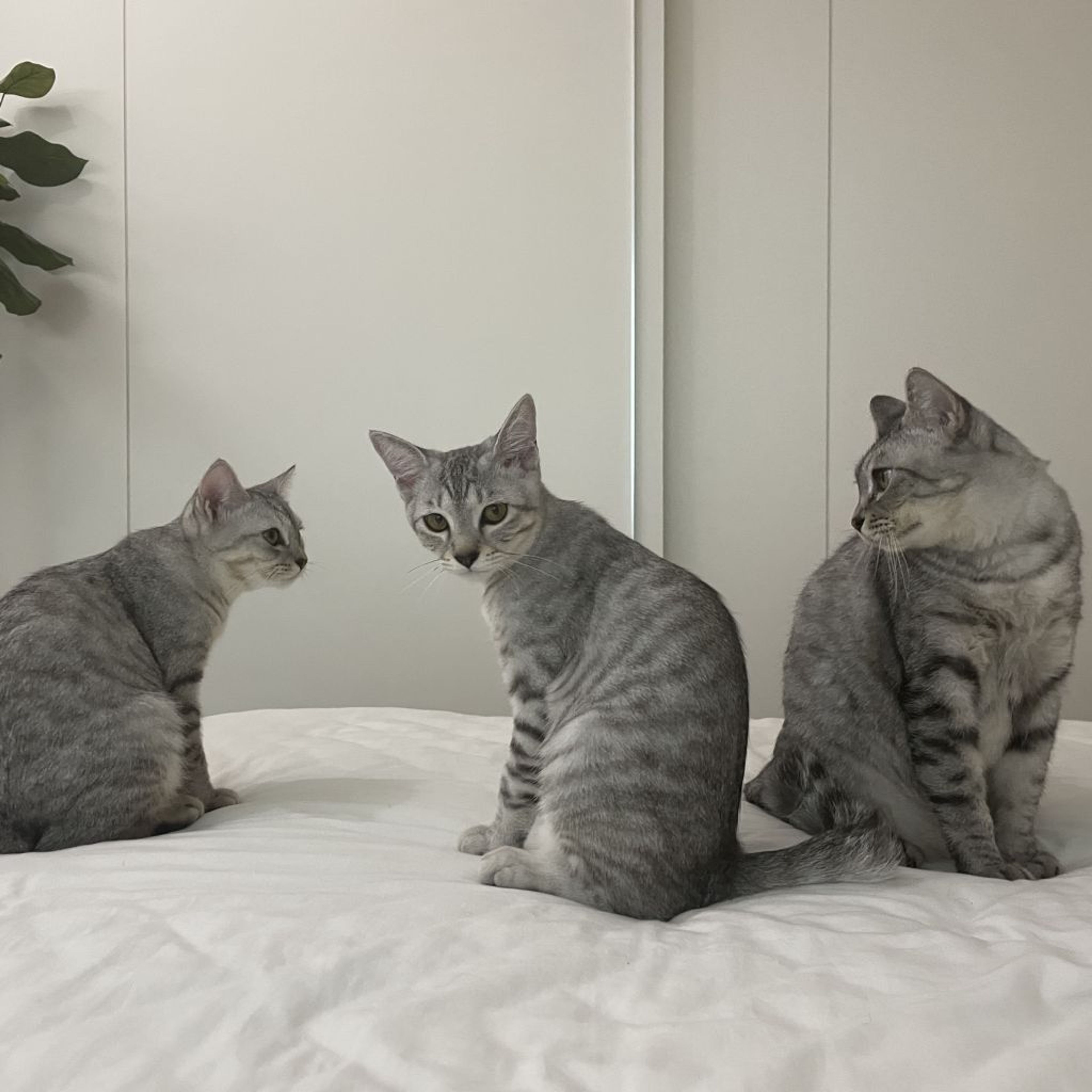 pet-image-8