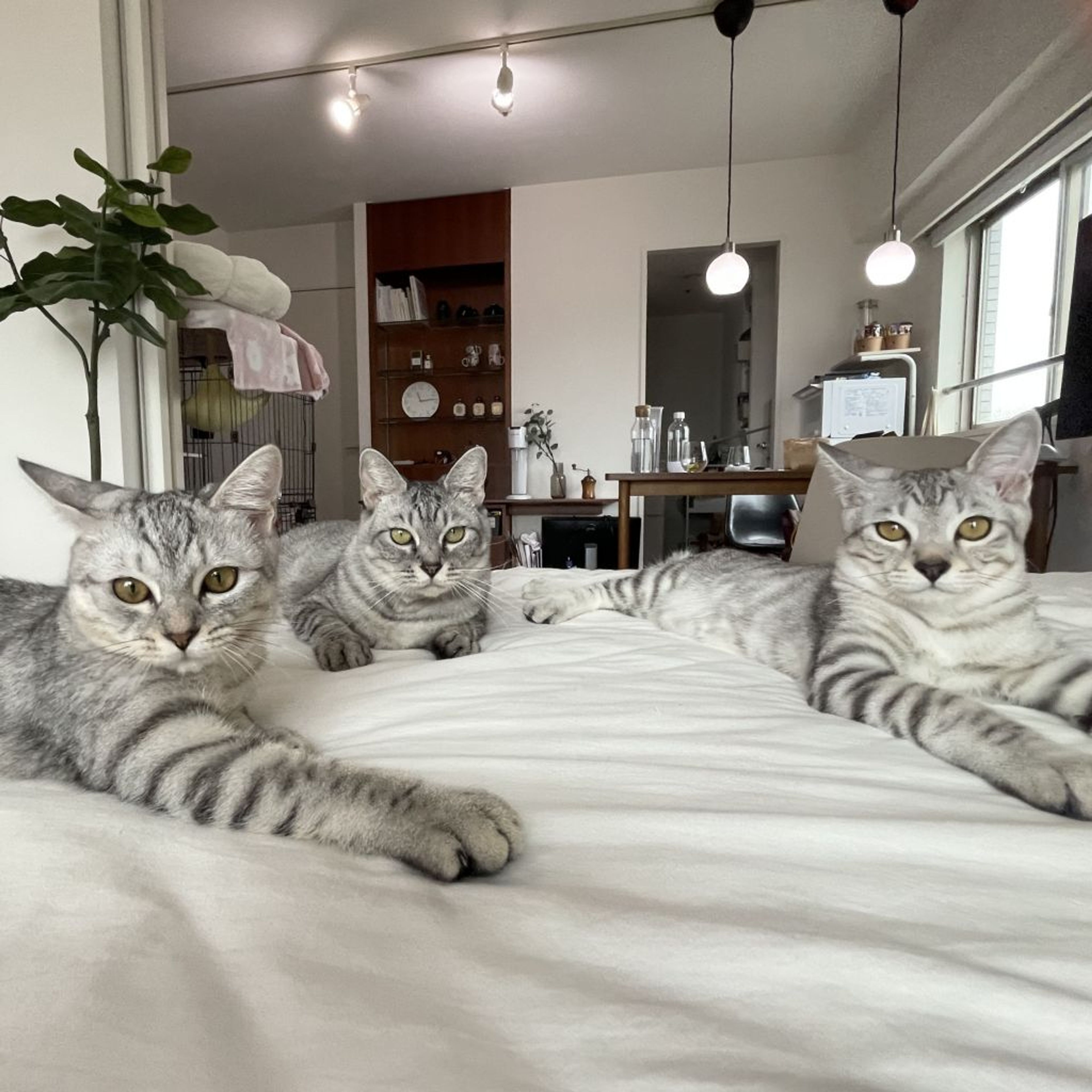 pet-image-3
