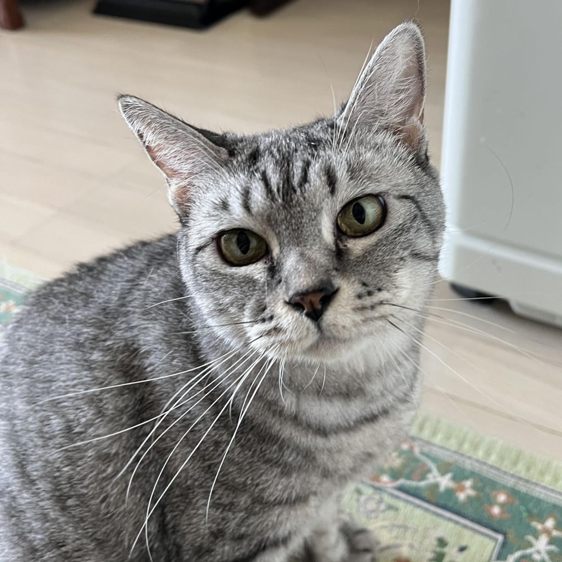 pet-image-5