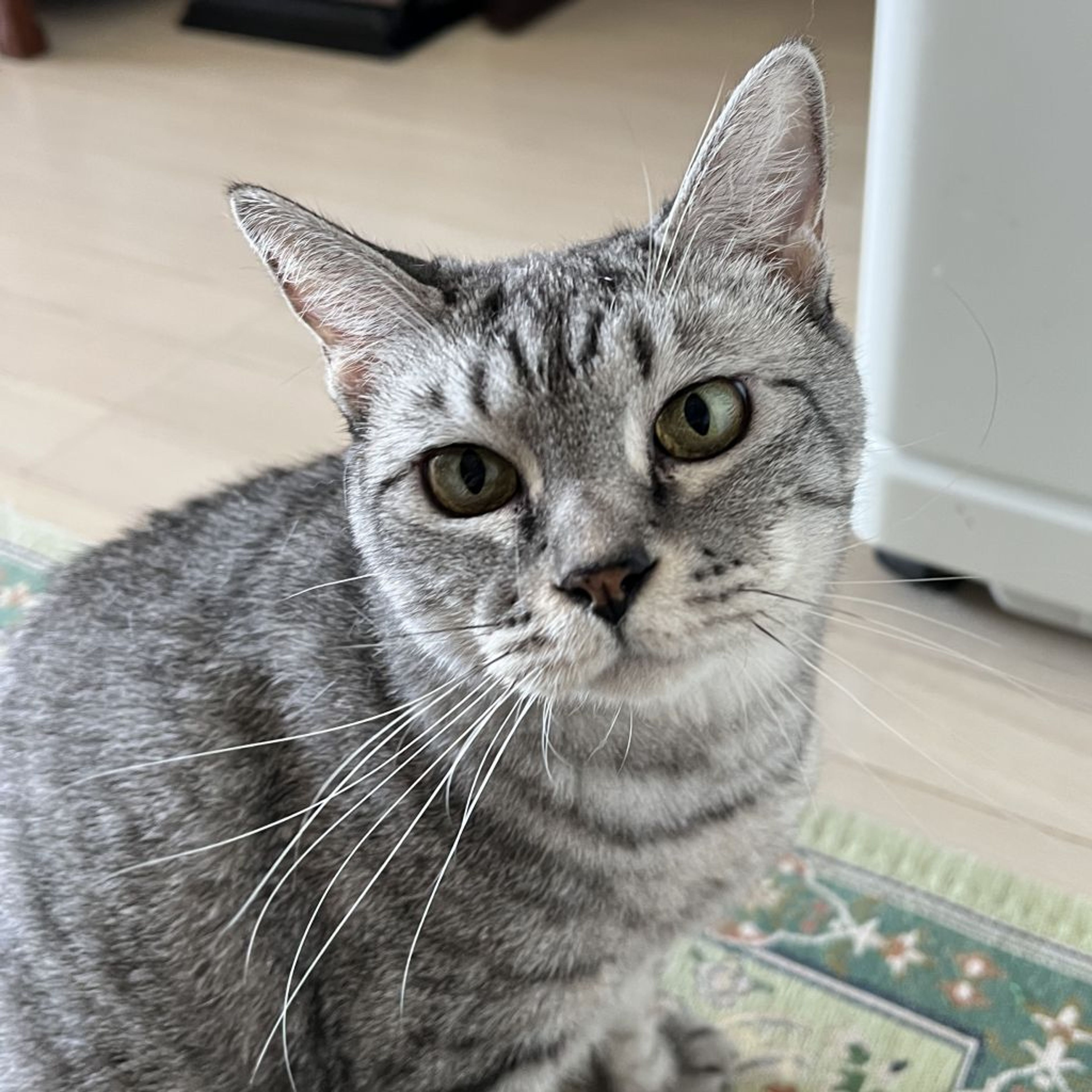 pet-image-5